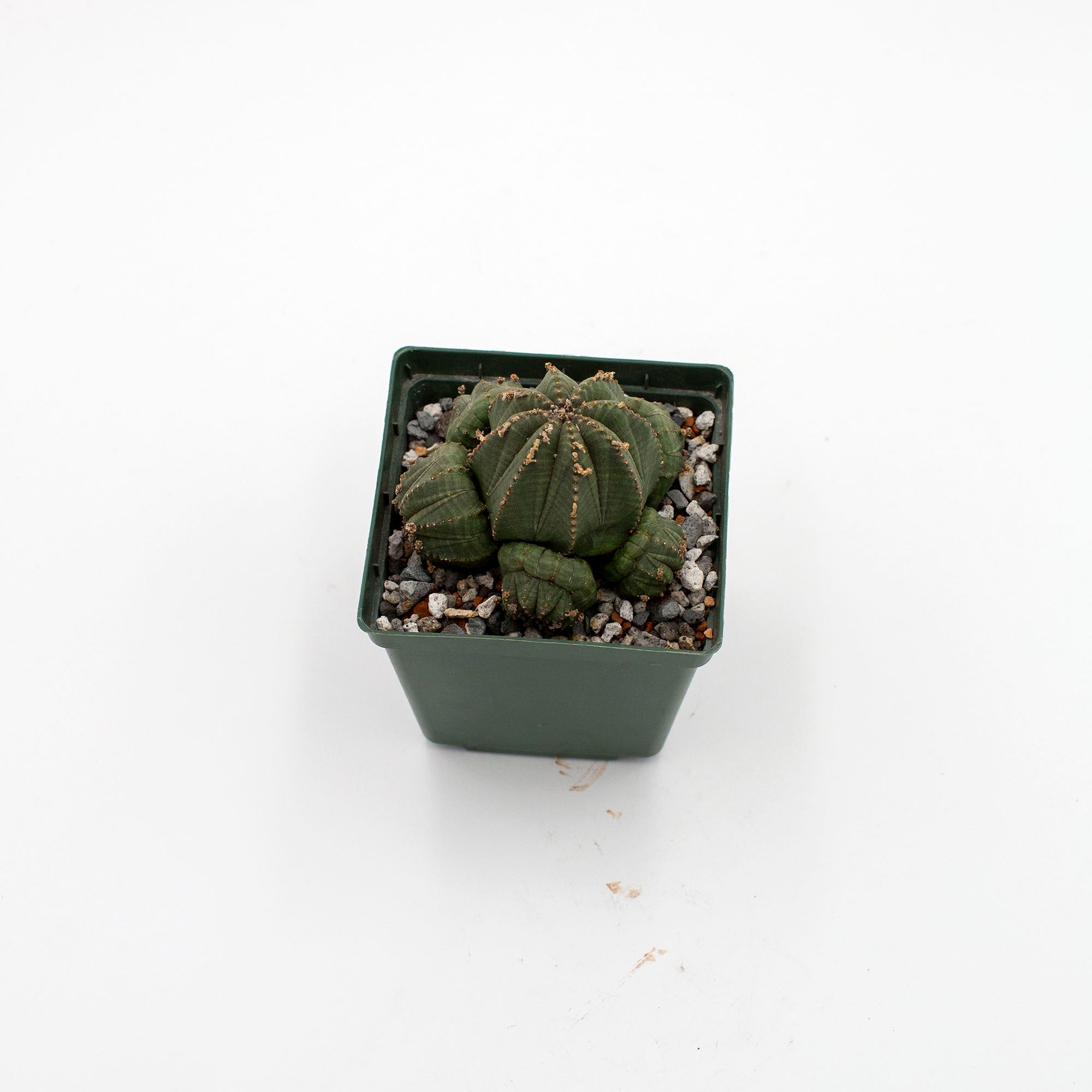 Euphorbia obesa – The Victorian Atlanta