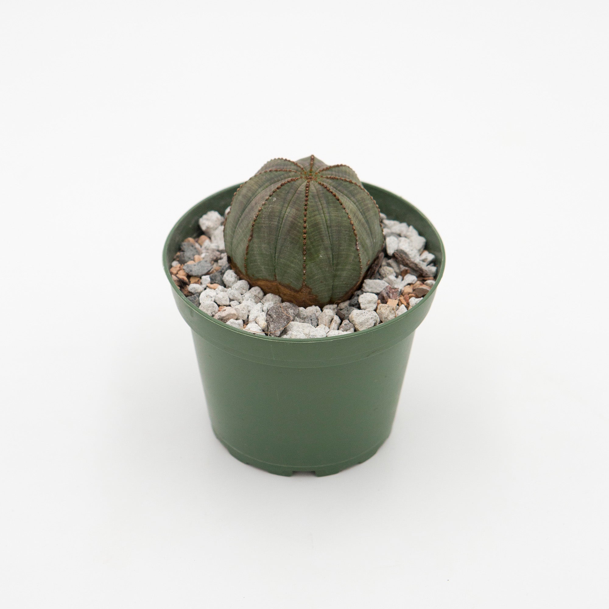 Euphorbia obesa – The Victorian Atlanta