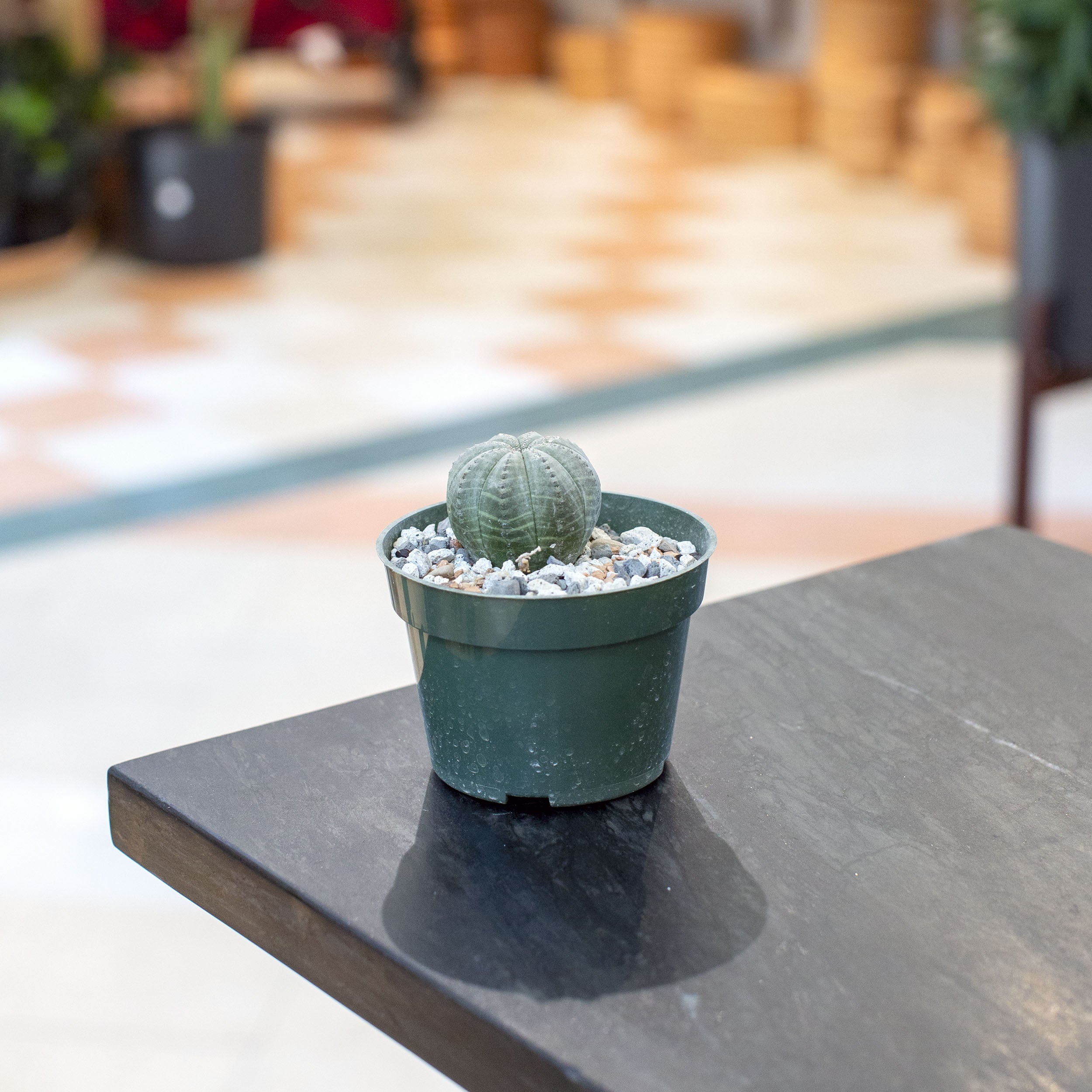 Euphorbia obesa – The Victorian Atlanta