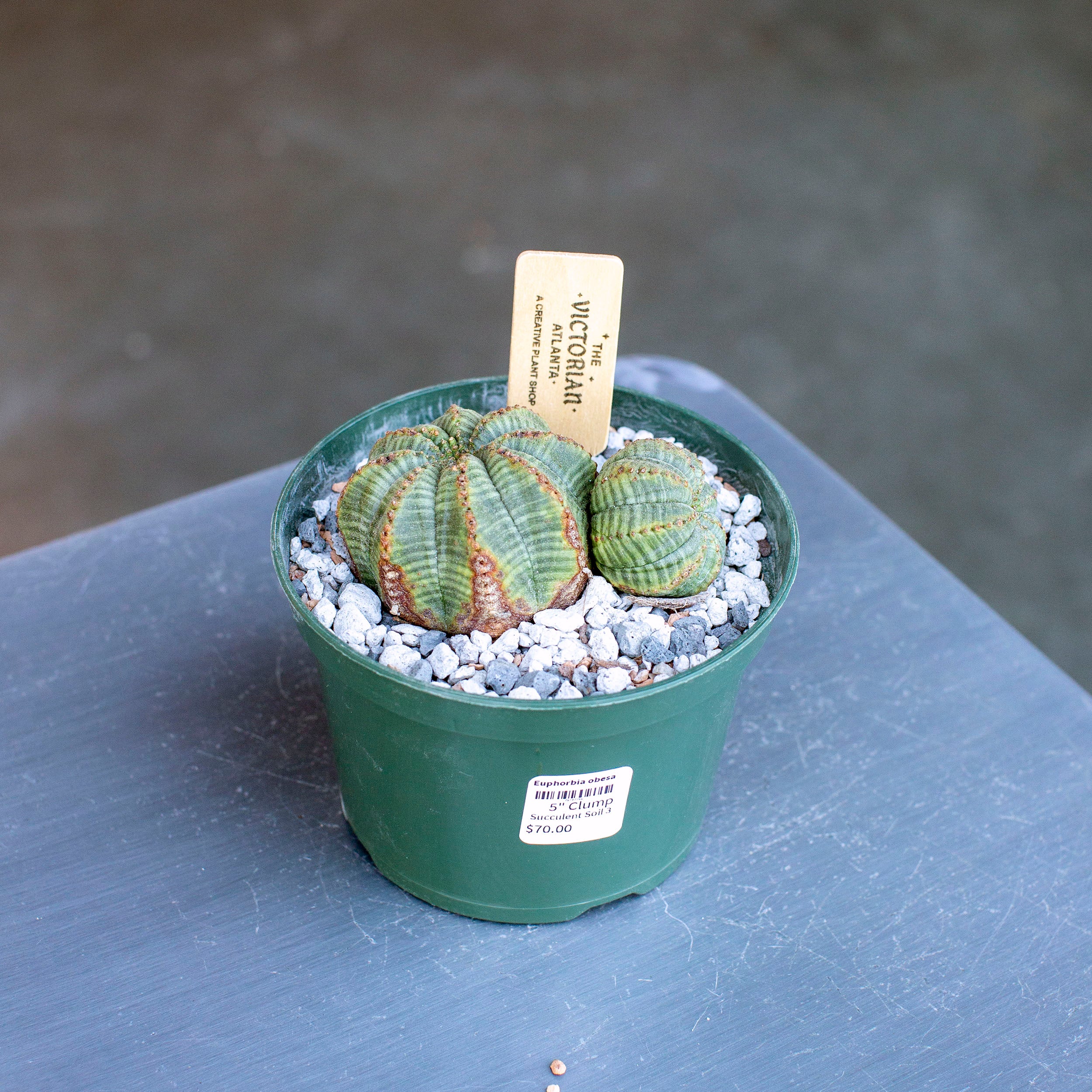 現地株　Euphorbia globosa 発根済　鉢のまま発送　コーデックス Euphorbia-globosa-4-inch-