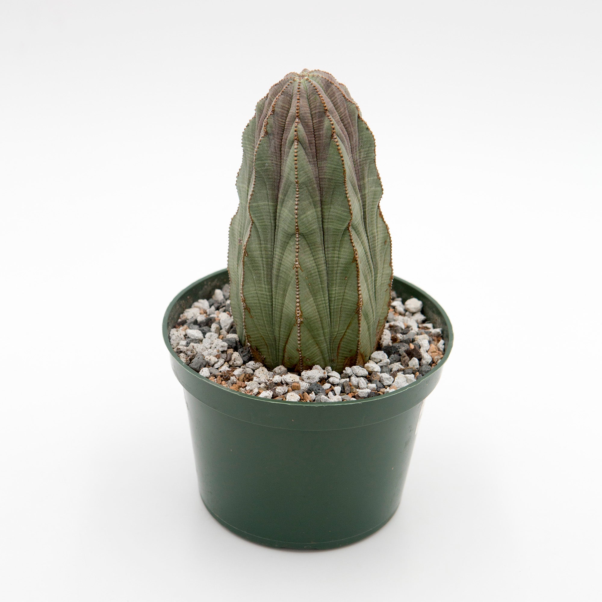 Euphorbia obesa – The Victorian Atlanta