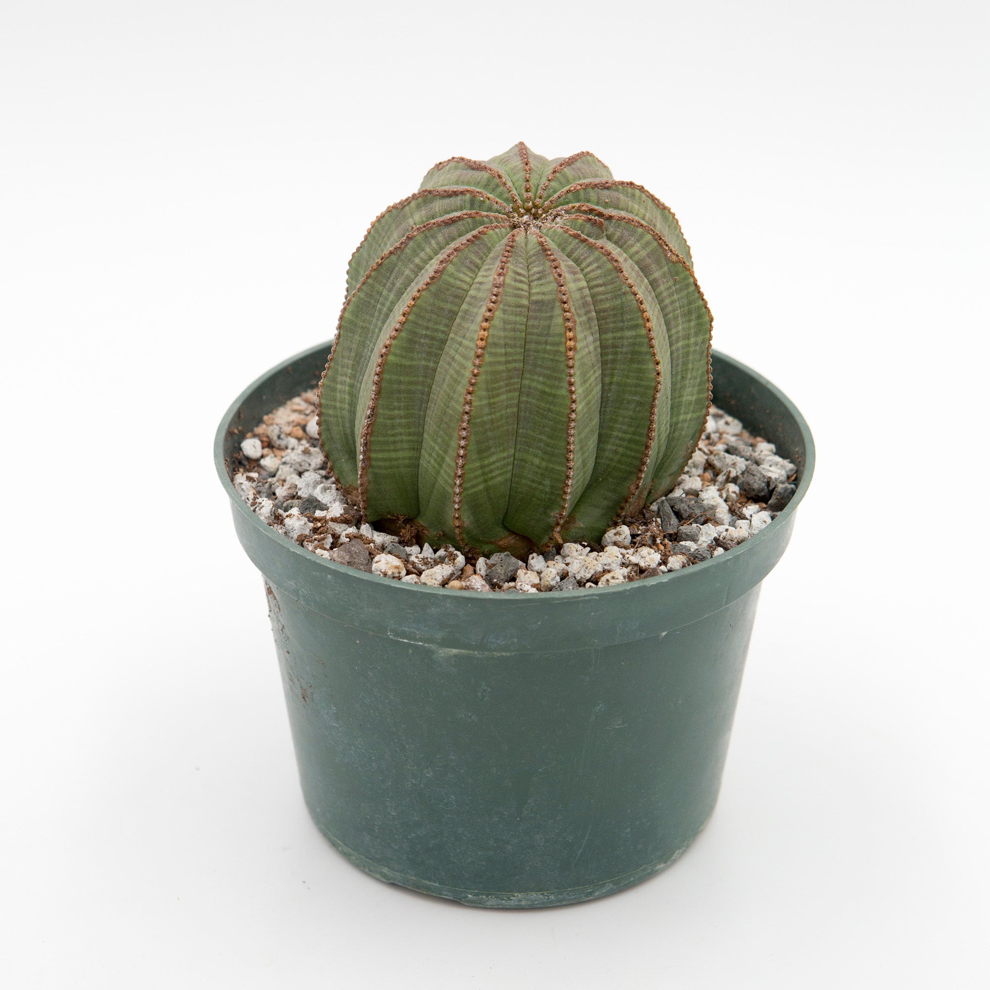 Euphorbia obesa – The Victorian Atlanta