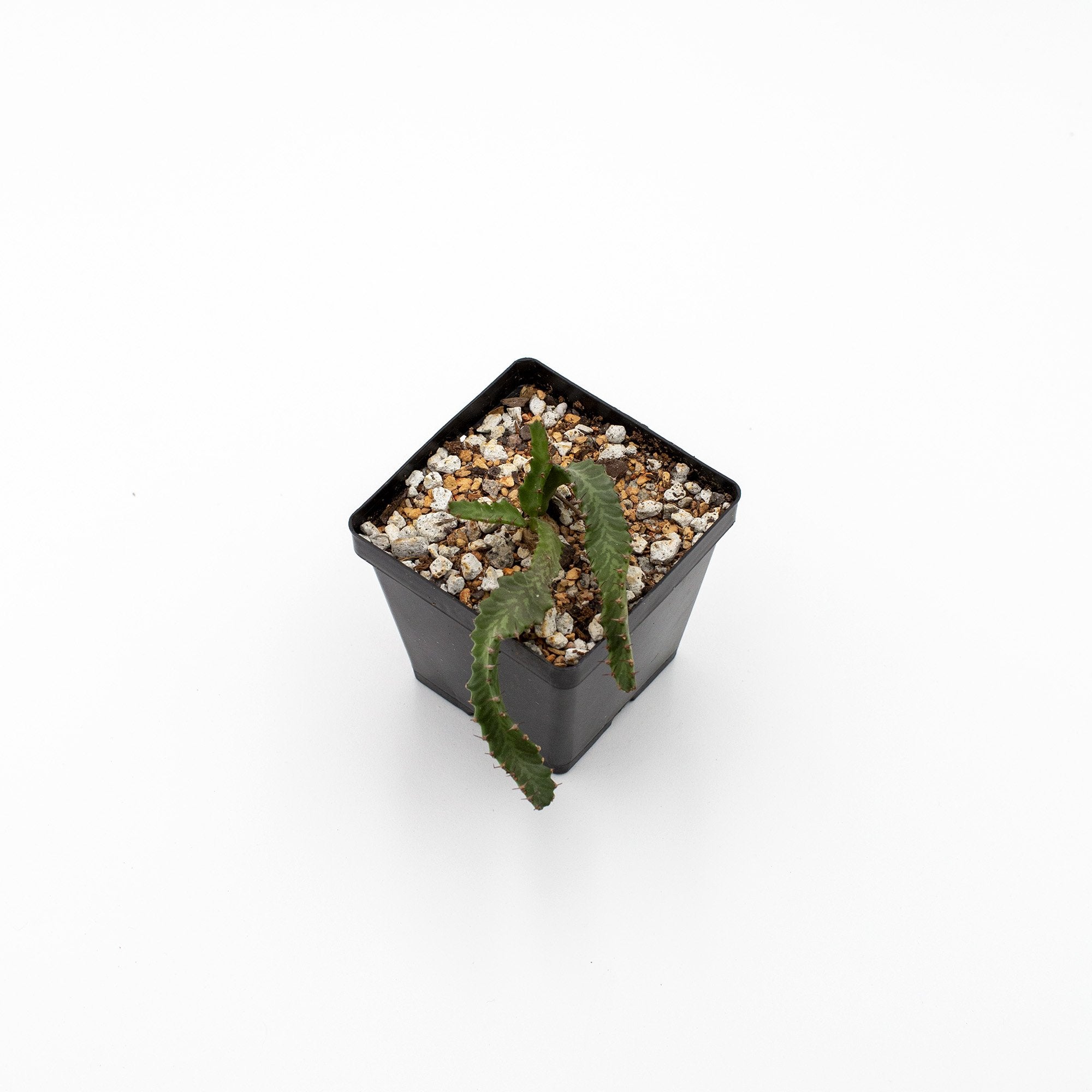 Euphorbia stellata