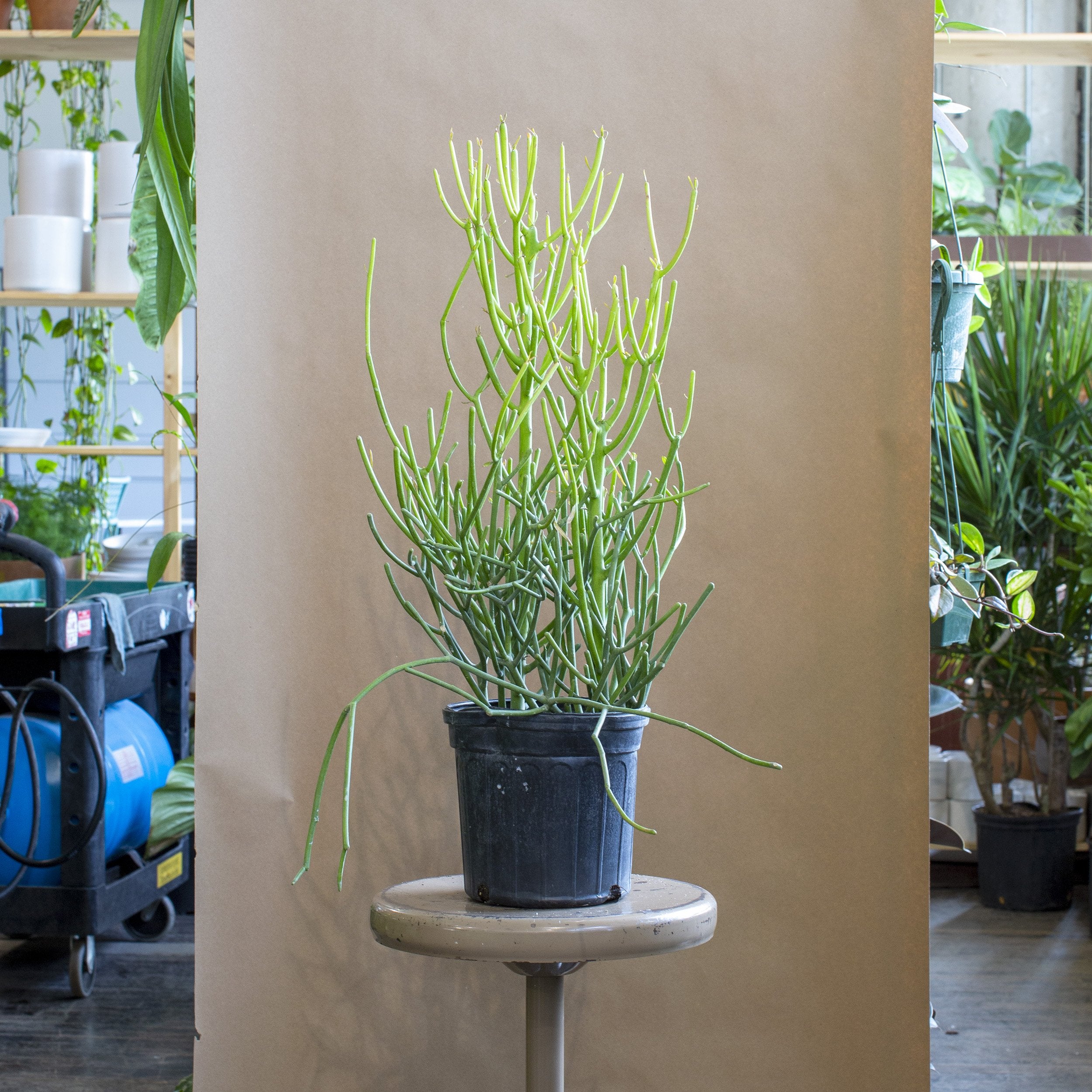 Euphorbia tirucalli (Pencil Cactus) – The Victorian Atlanta