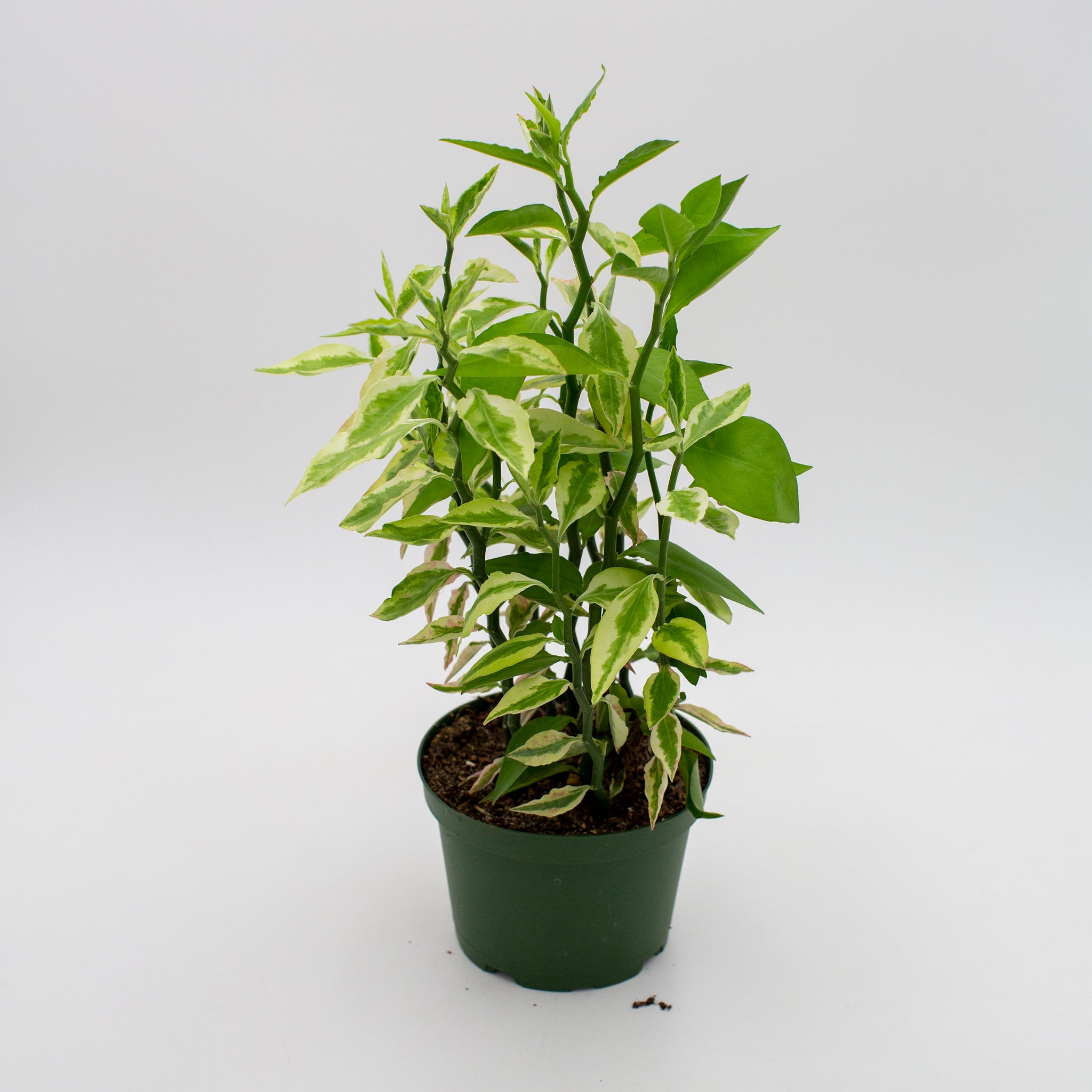 Euphorbia tithymaloides 'Devil's Backbone'