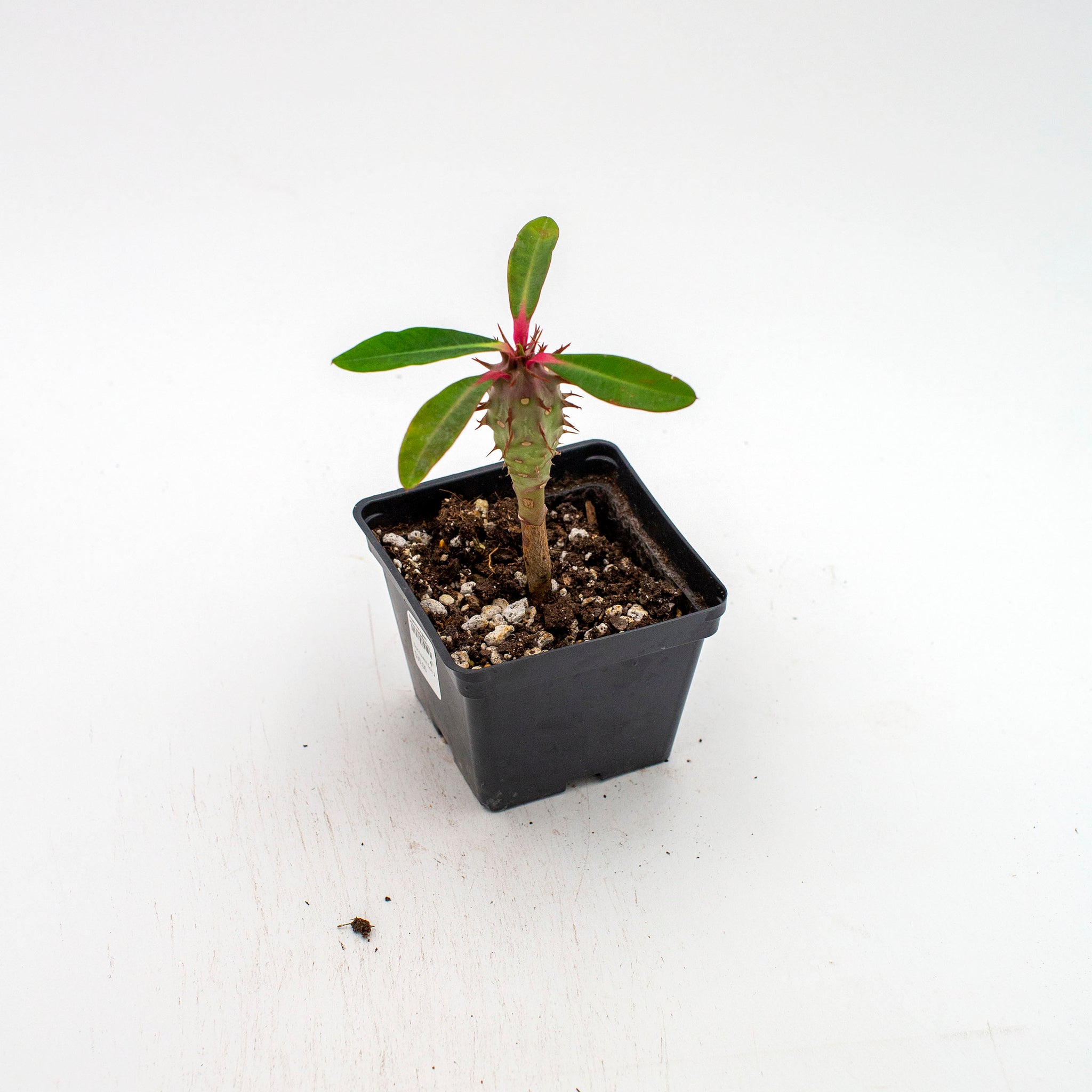 Euphorbia vigueri ankaranafantsiensis