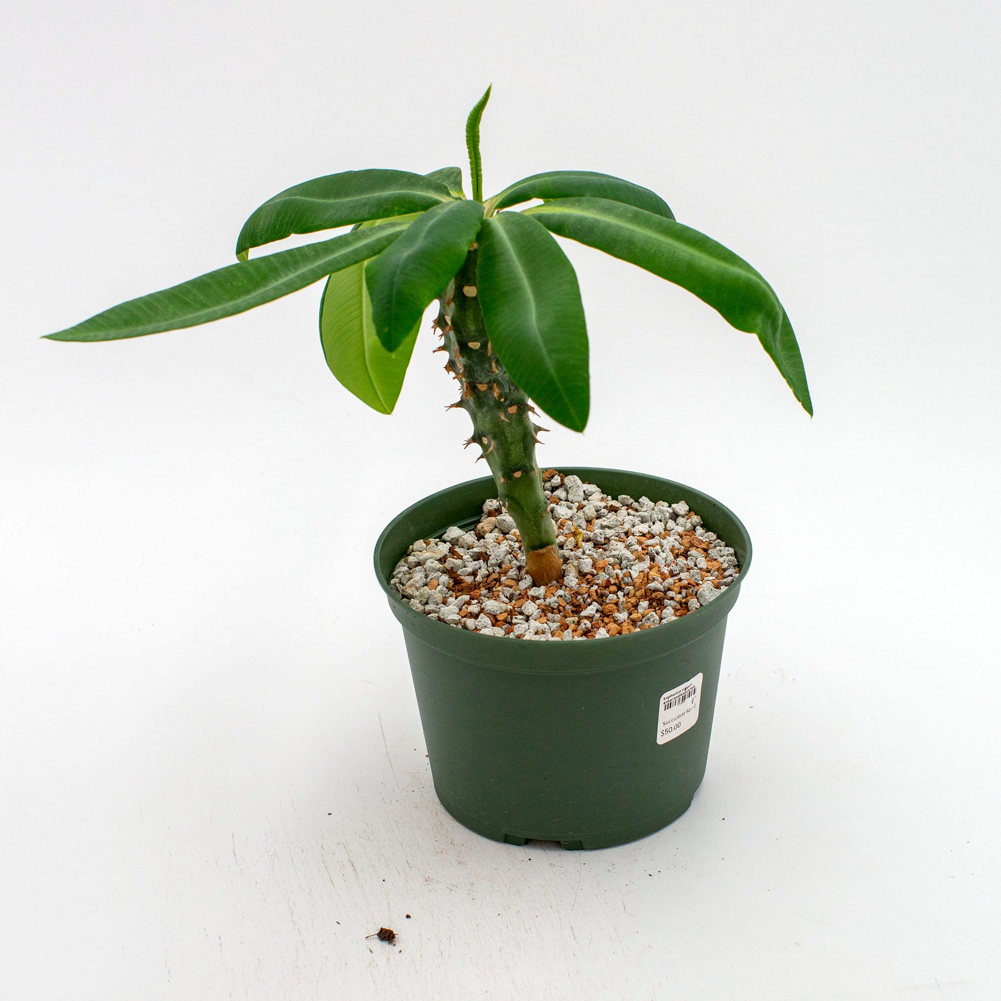 Euphorbia vigueri ankaranafantsiensis
