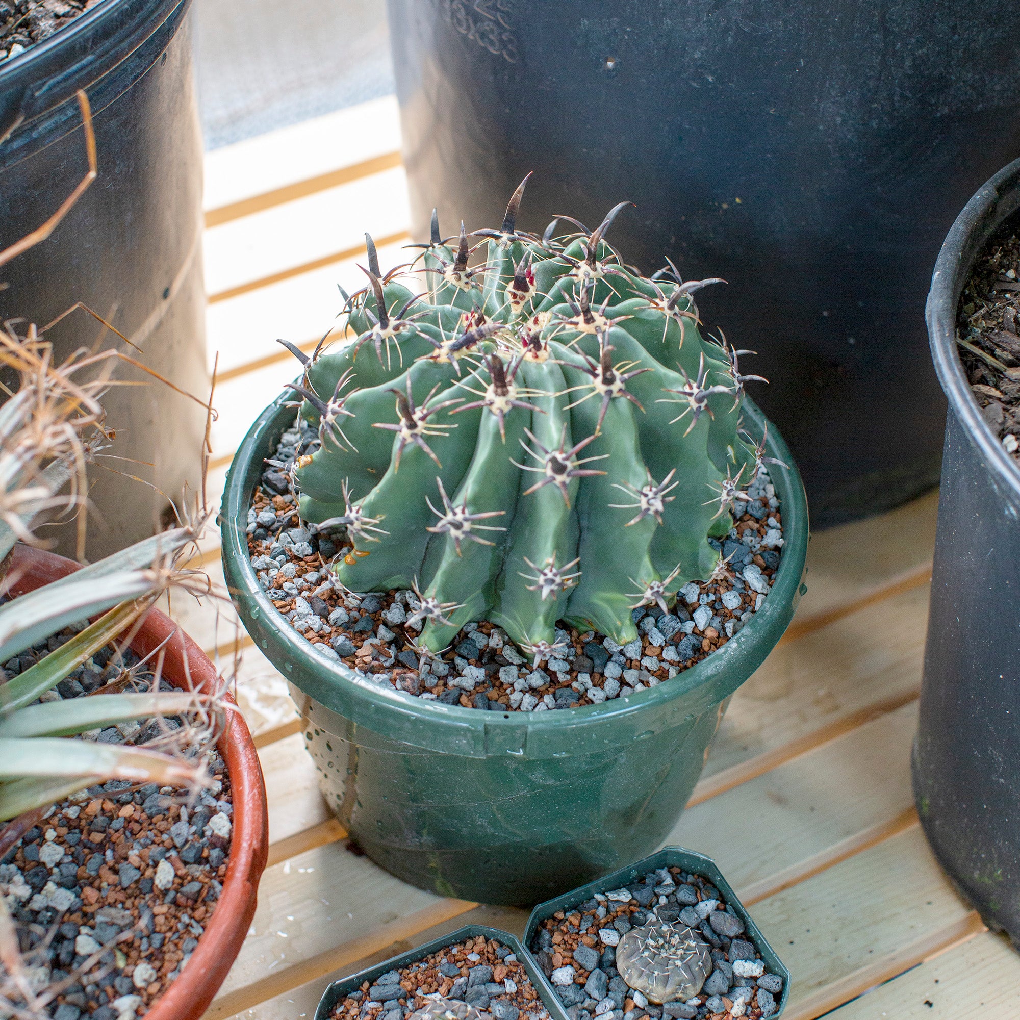 Ferocactus horridus f. brevispinus