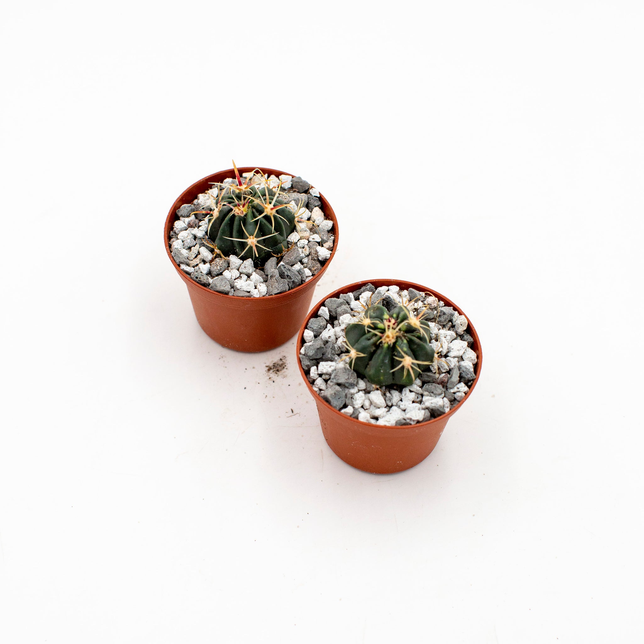 Ferocactus latispinus