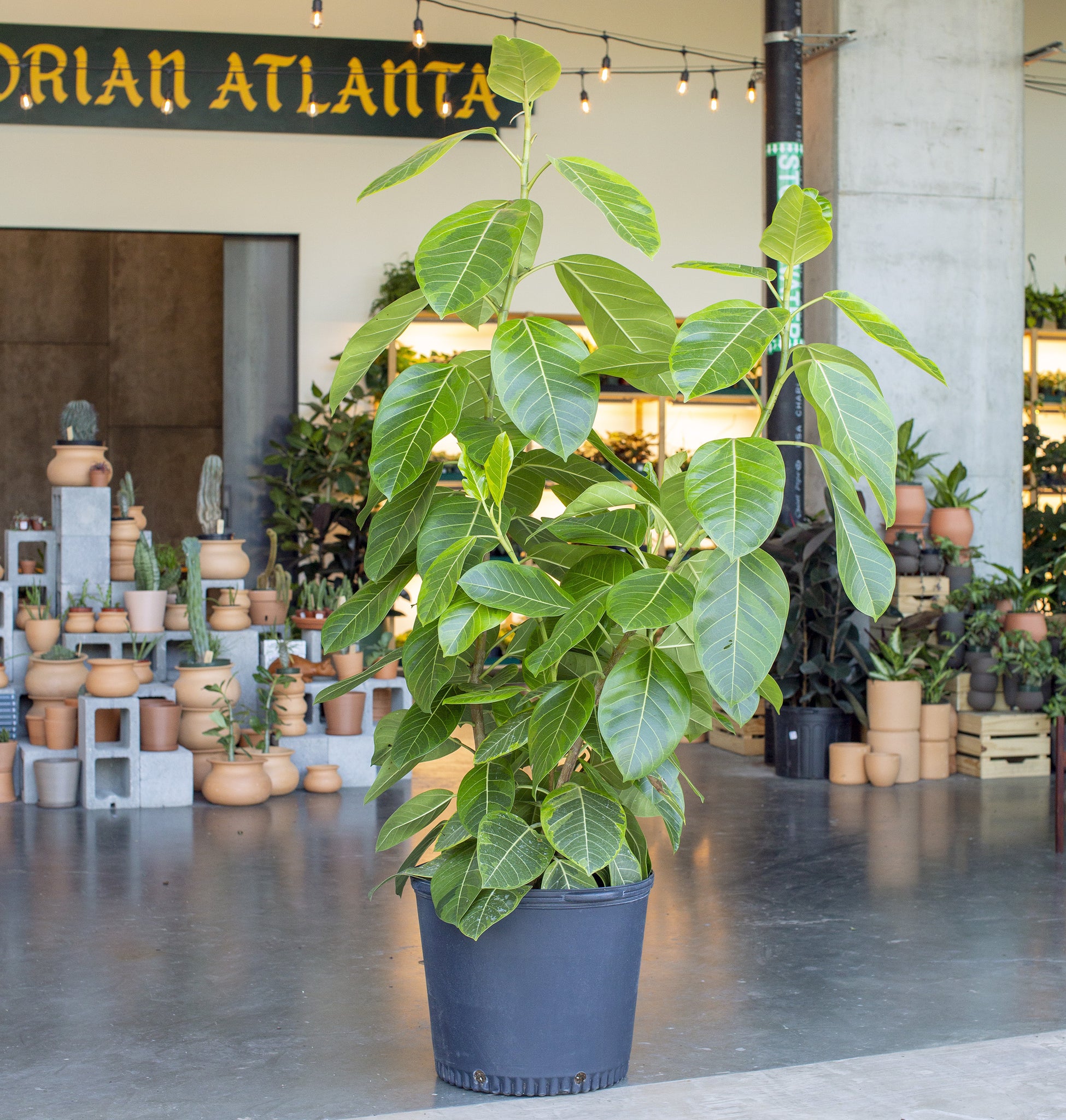 ficus altissima outdoors Ficus altissima 'Golden Gem' – The Victorian Atlanta