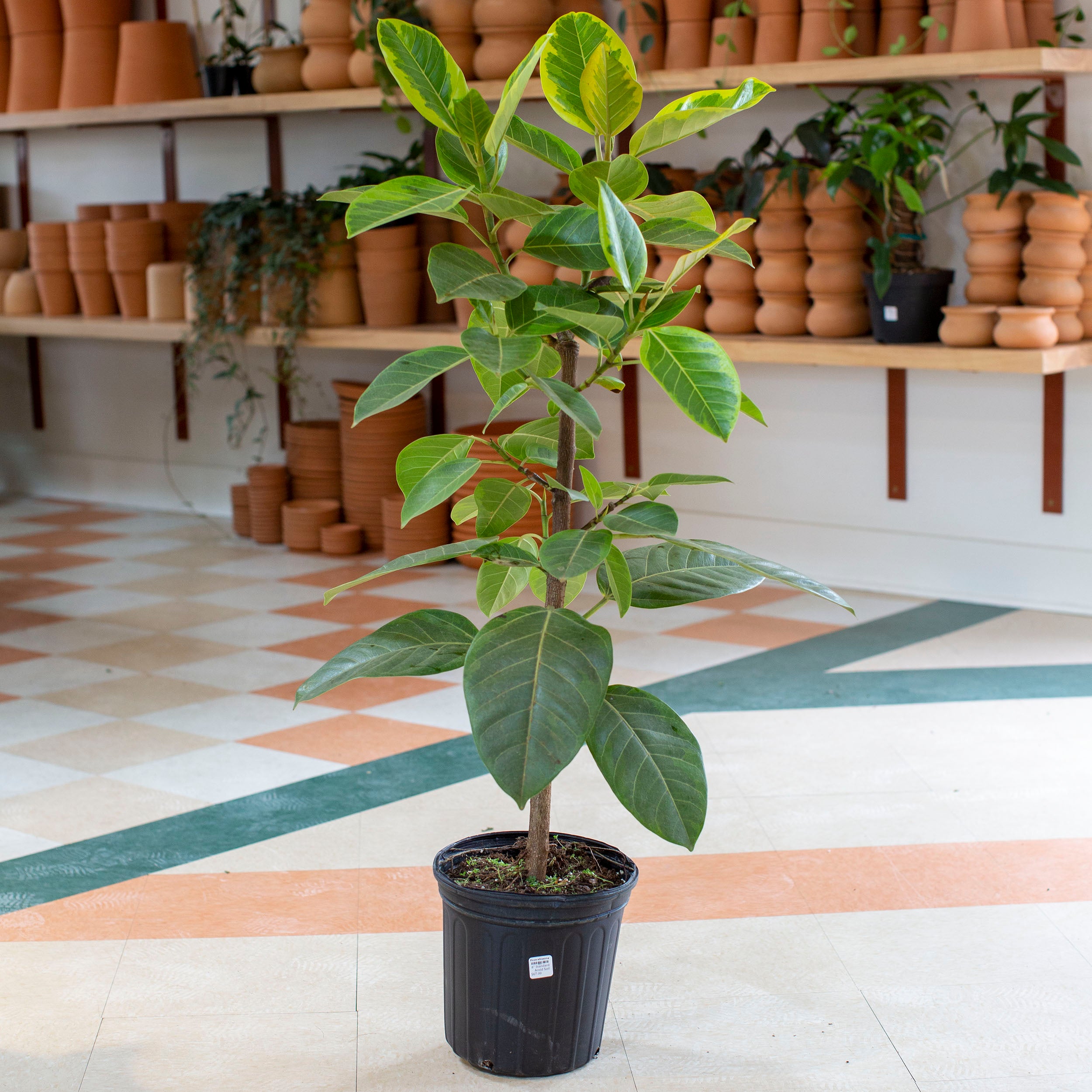 Ficus altissima 'Golden Gem' – The Victorian Atlanta