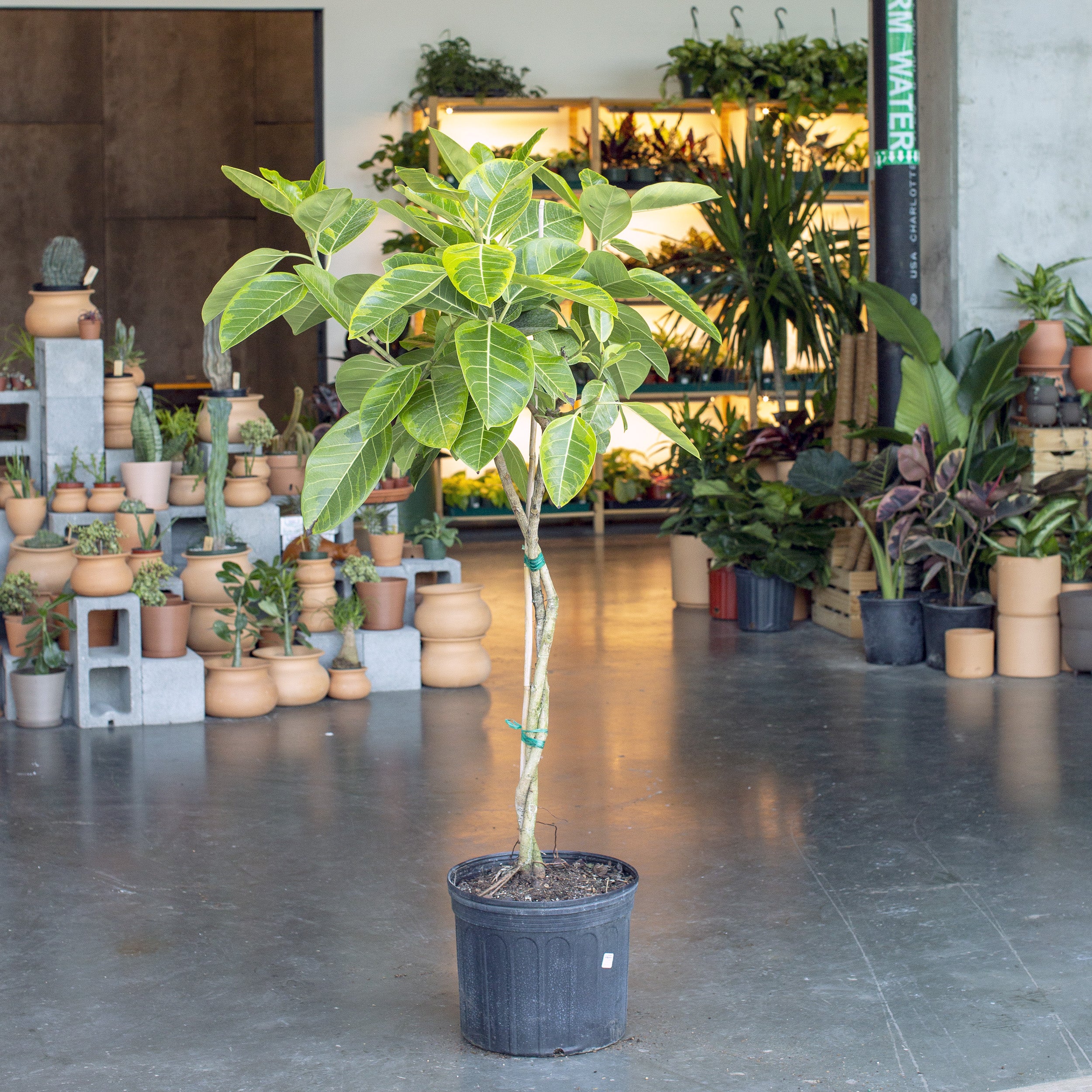 ficus altissima yellow gem Ficus altissima 'Golden Gem' – The Victorian Atlanta