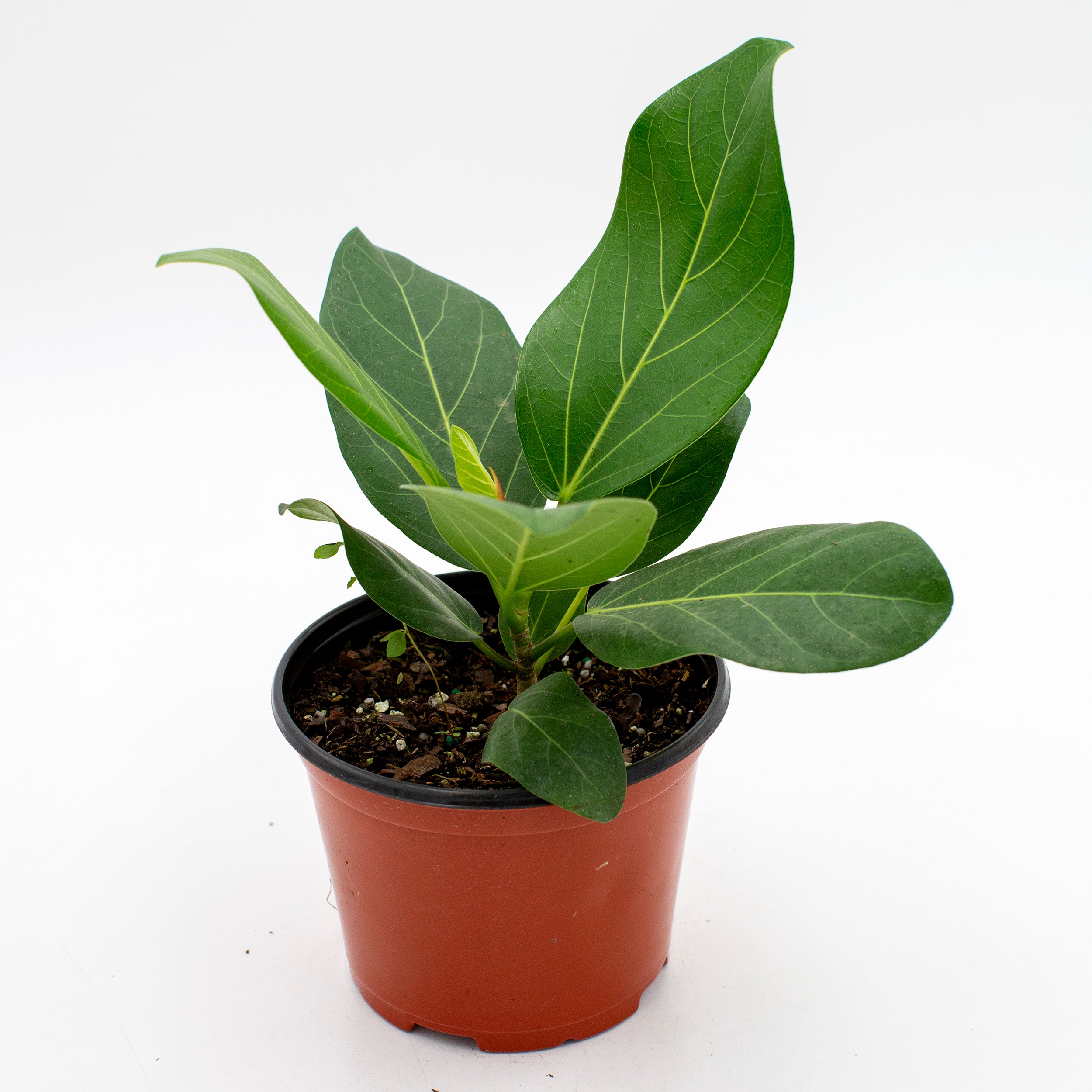 Ficus audrey – The Victorian Atlanta