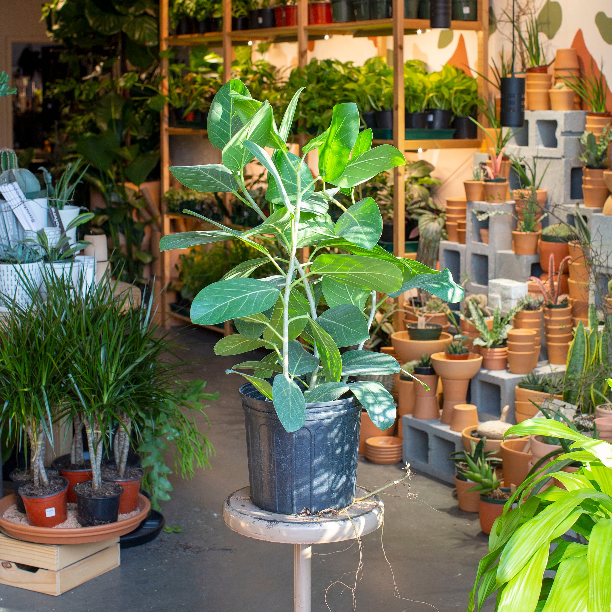 ficus audrey sale Ficus audrey – The Victorian Atlanta