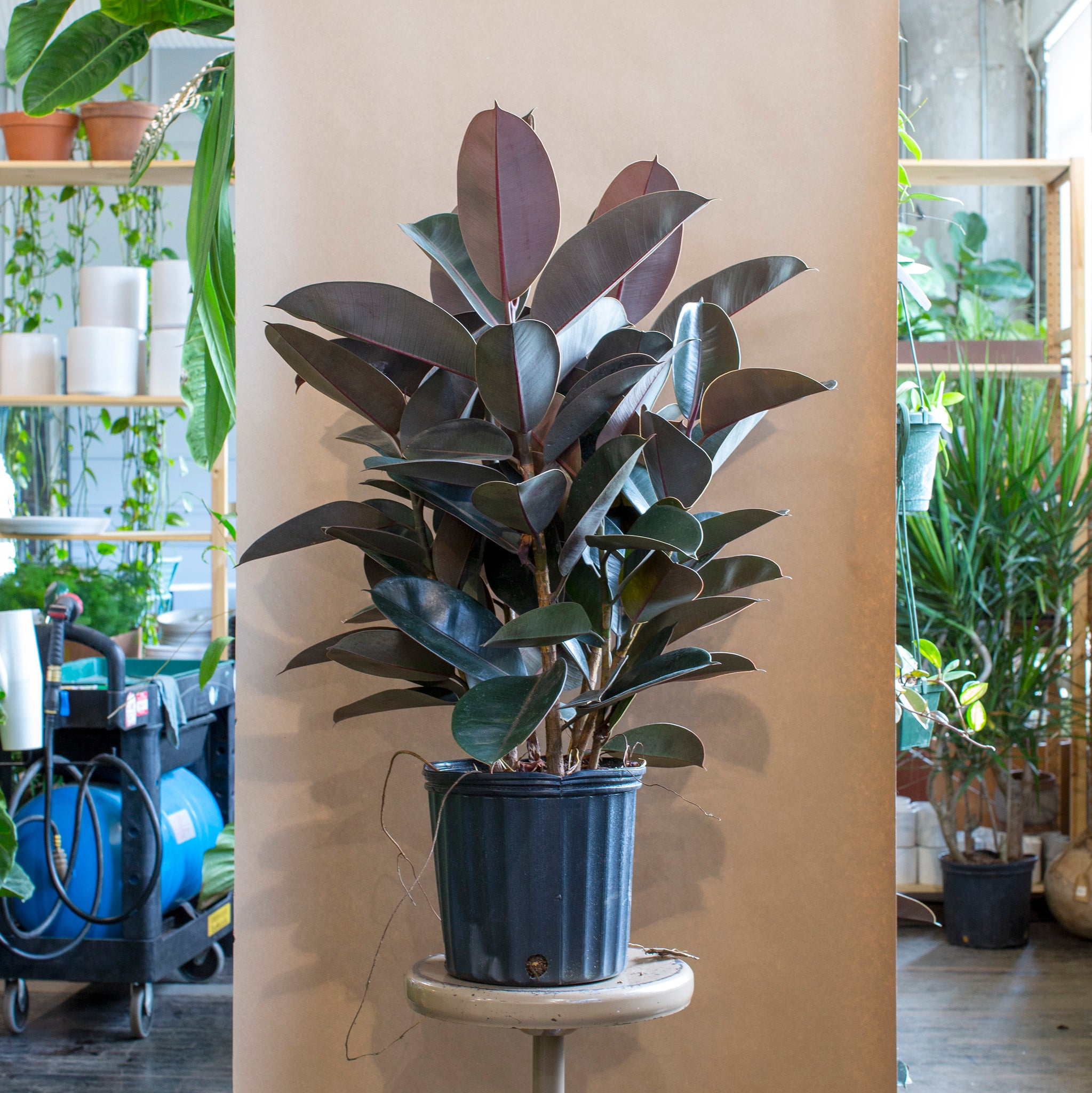 burgundy rubber tree full grown Ficus elastica 'Burgundy' (Rubber Tree)