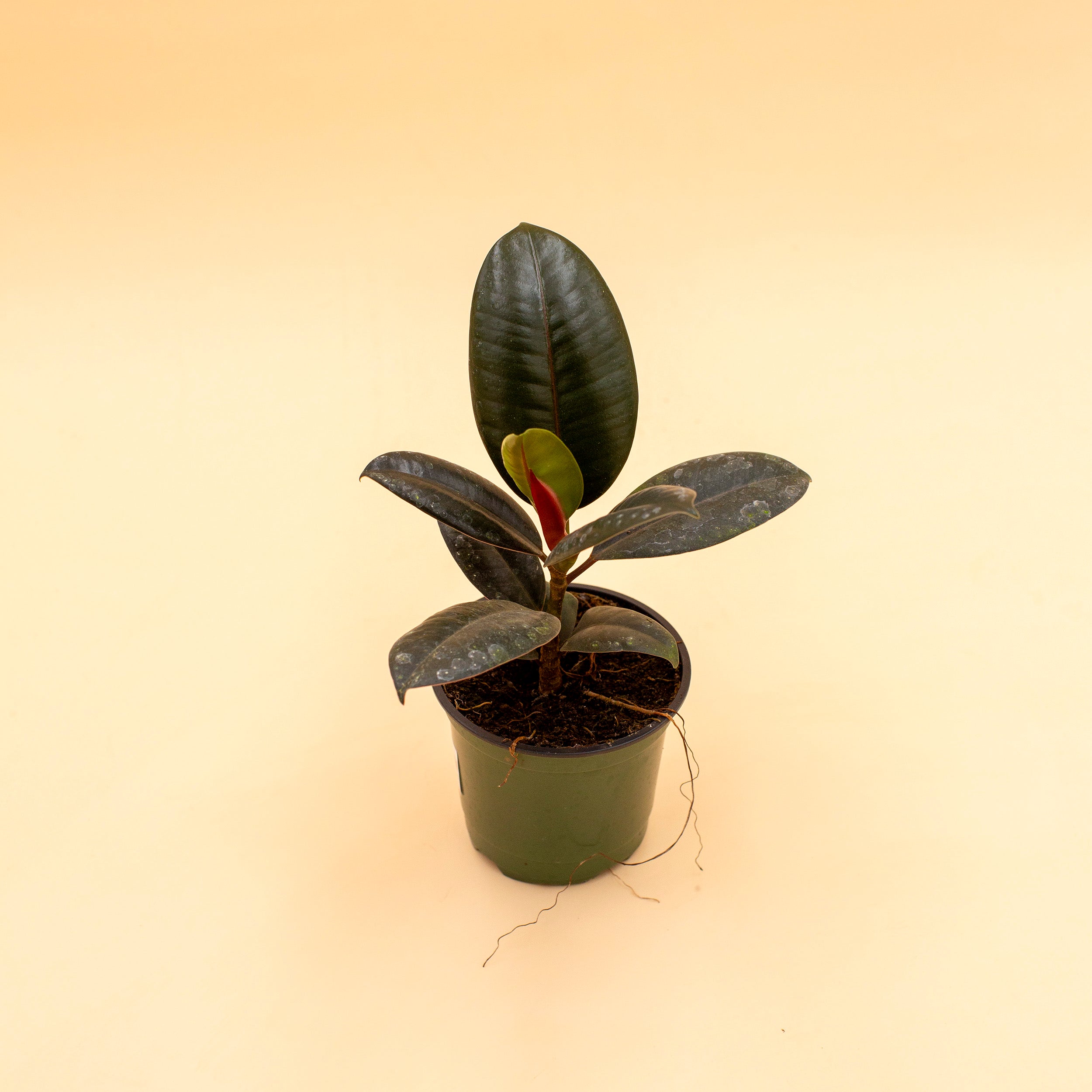 mahogany rubber tree Ficus elastica 'Burgundy' (Rubber Tree) – The Victorian Atlanta
