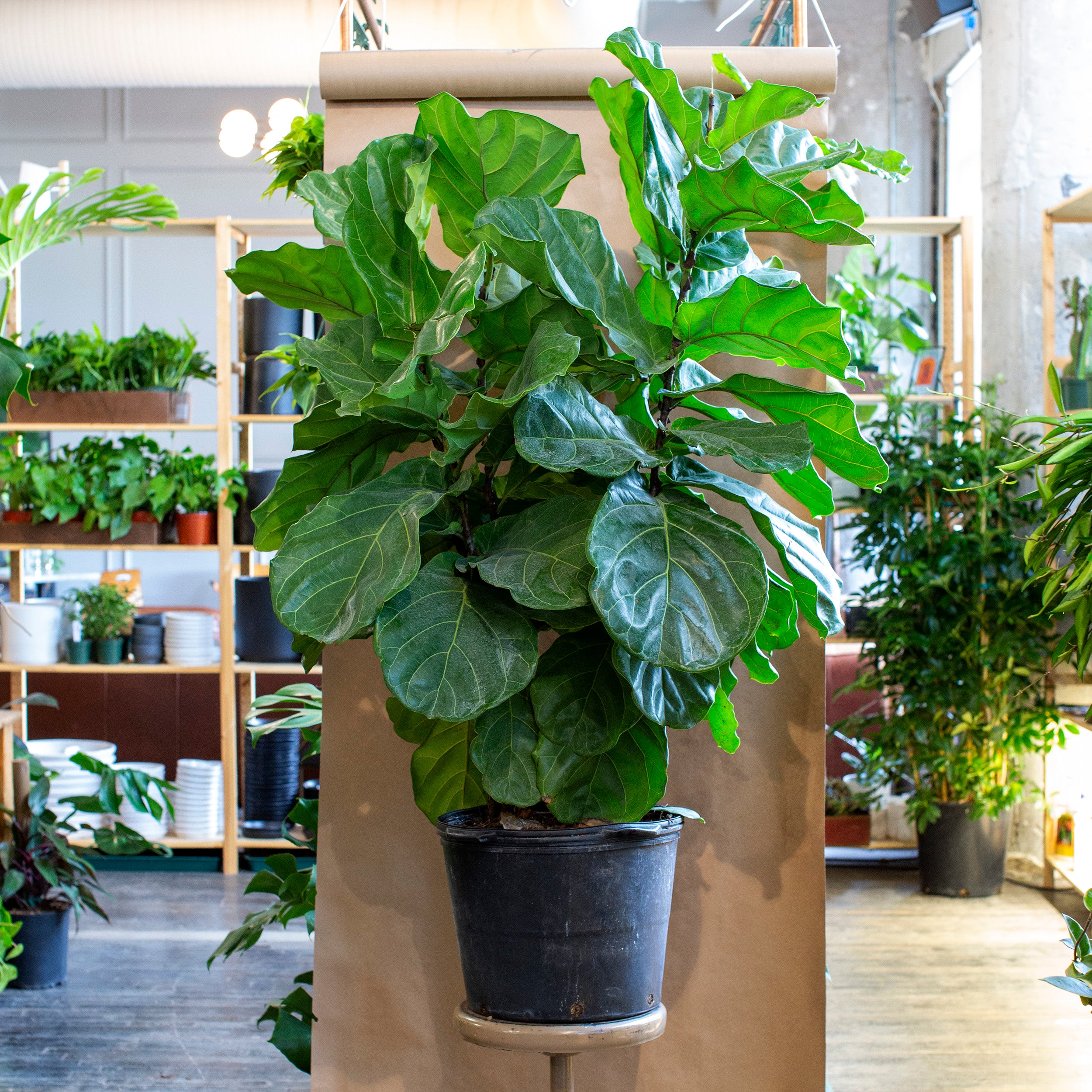 ficus fiddle leaf fig bush Ficus lyrata (Fiddle Leaf Fig) – The Victorian Atlanta