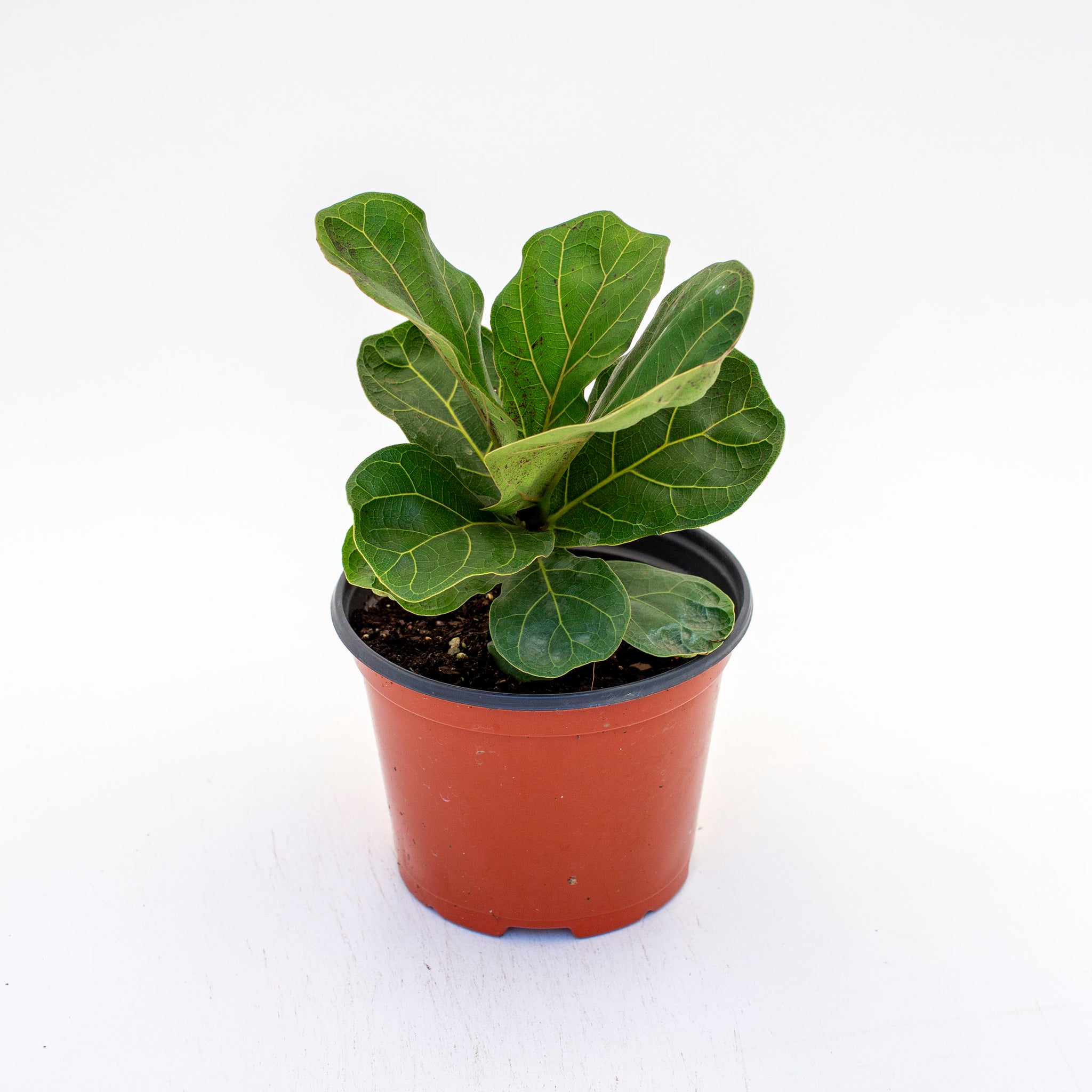 fiddle leaf fig em portugues Ficus lyrata 'Bambino' (Dwarf Fiddle Leaf Fig)