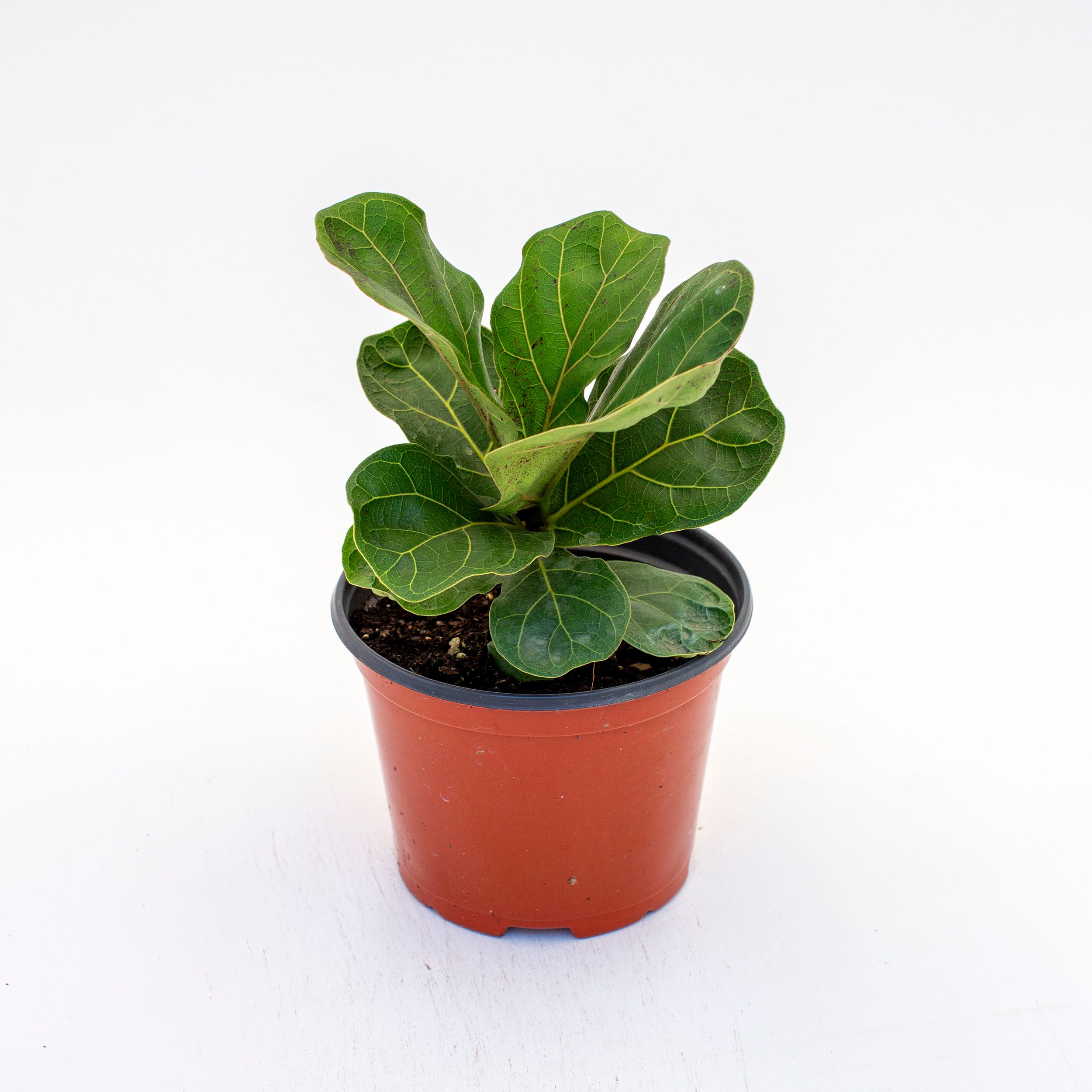 fiddle leaf fig sacramento Ficus lyrata 'Bambino' (Dwarf Fiddle Leaf Fig) – The Victorian Atlanta