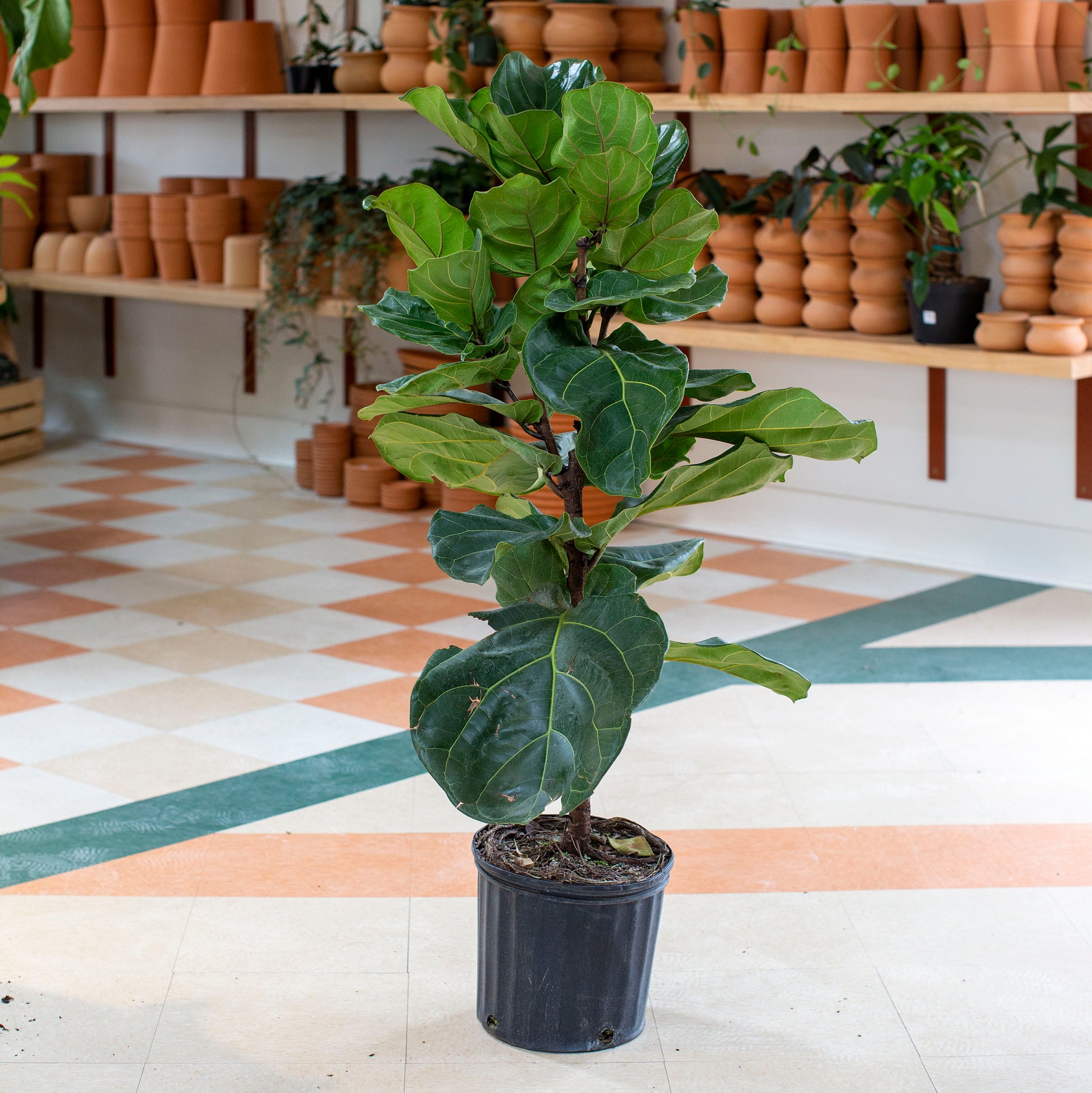 fiddle leaf fig tree atlanta Ficus lyrata (Fiddle Leaf Fig)