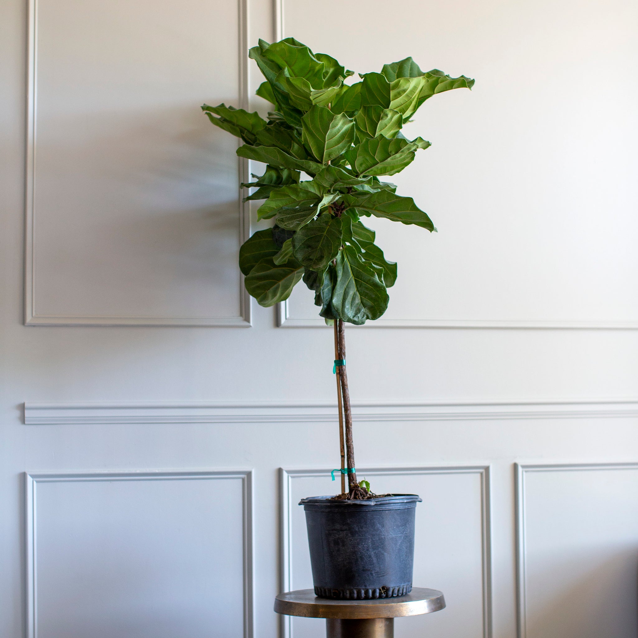 mature fiddle leaf fig tree for sale Ficus lyrata (Fiddle Leaf Fig) – The Victorian Atlanta