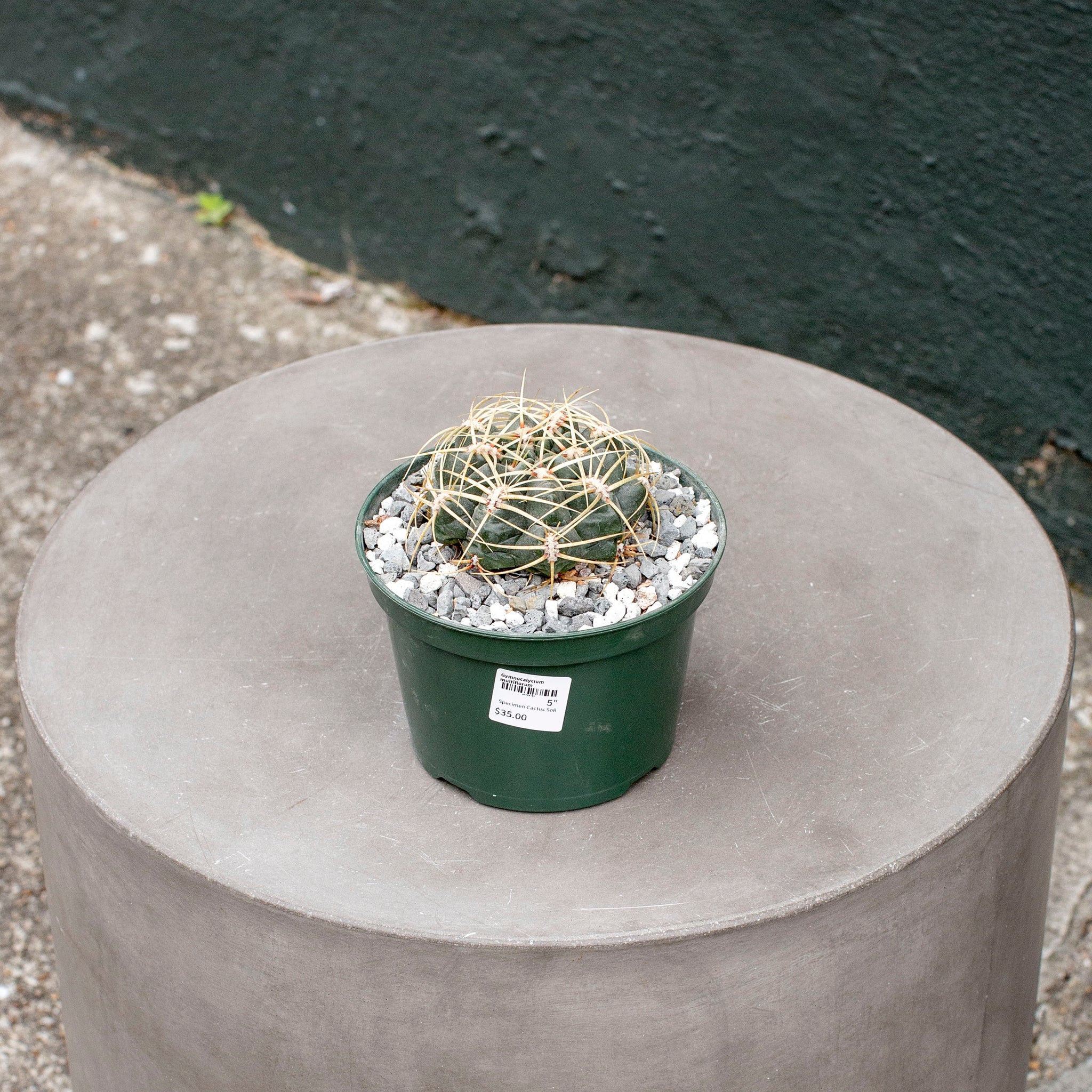 Gymnocalycium multiflorum