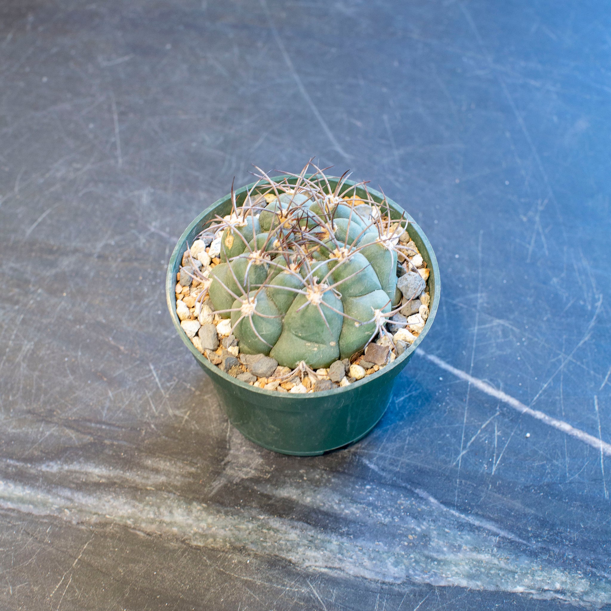 Gymnocalycium saglionis (Giant Chin Cactus)