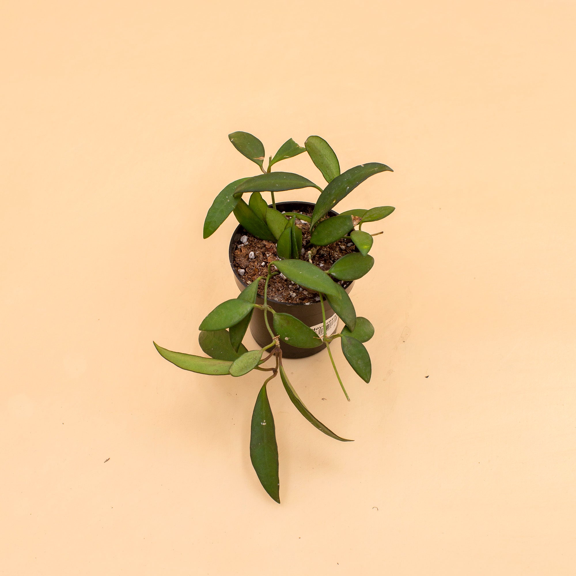 Hoya rosita