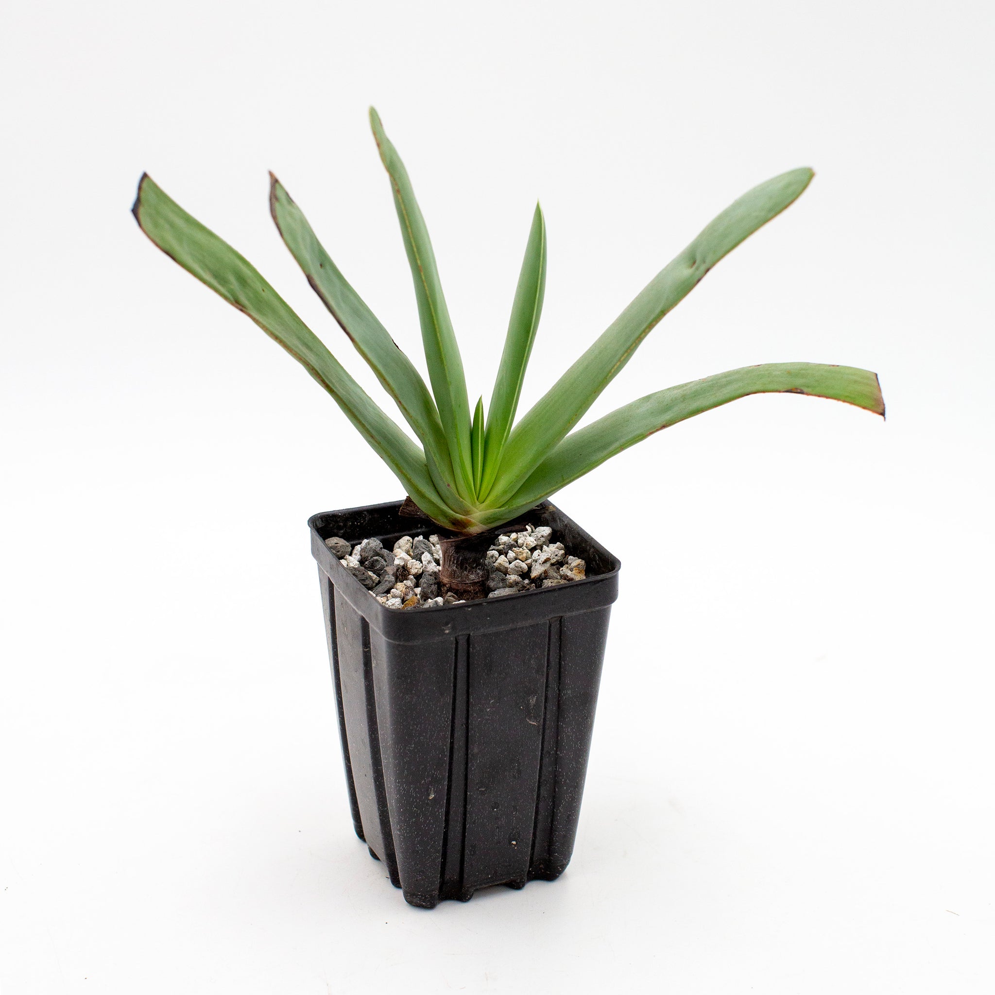 Kumara plicatilis - formerly Aloe plicatilis