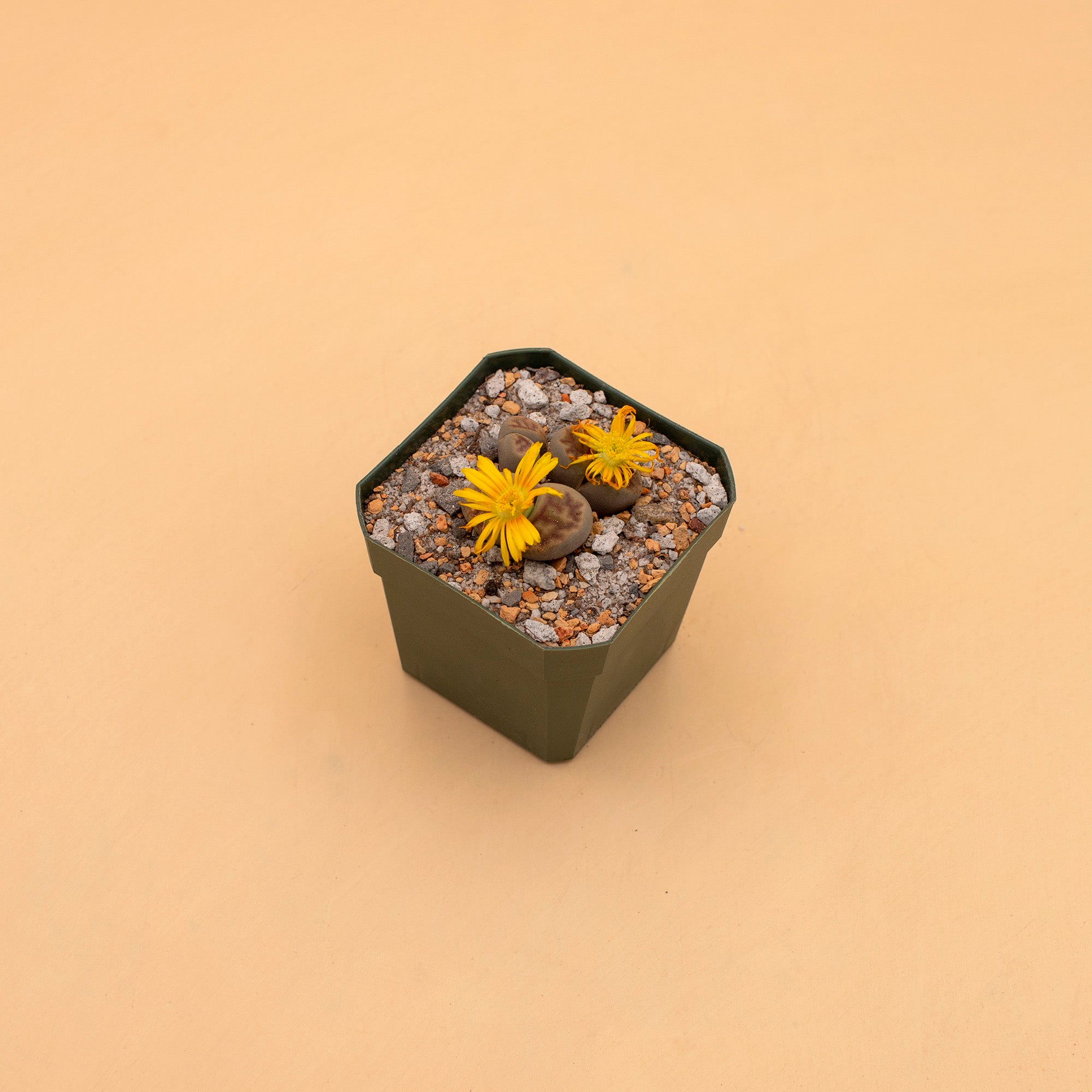 Lithops species