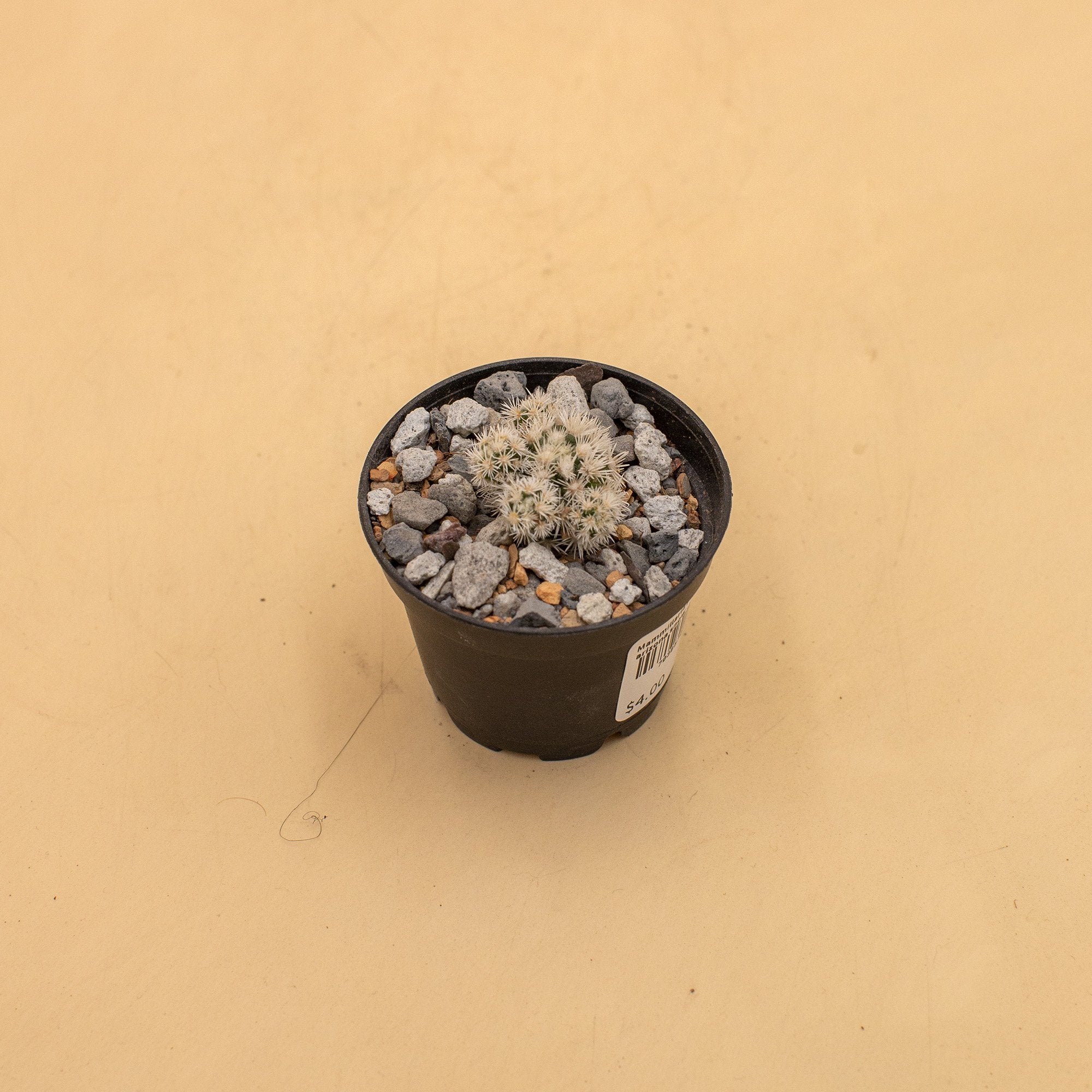Mammillaria gracilis fragilis f. monstrose 'Arizona Snowcap'