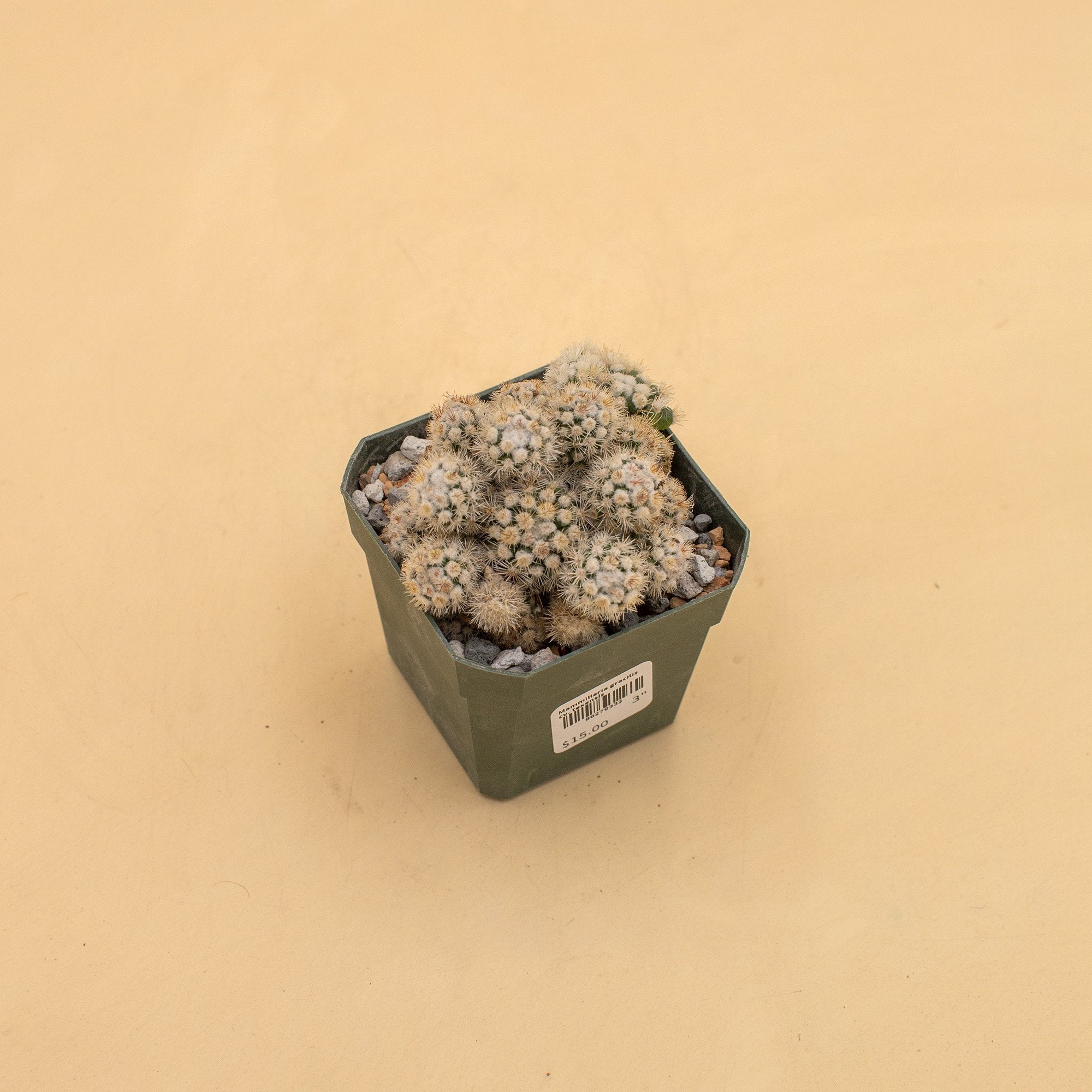 Mammillaria gracilis cv. texensis