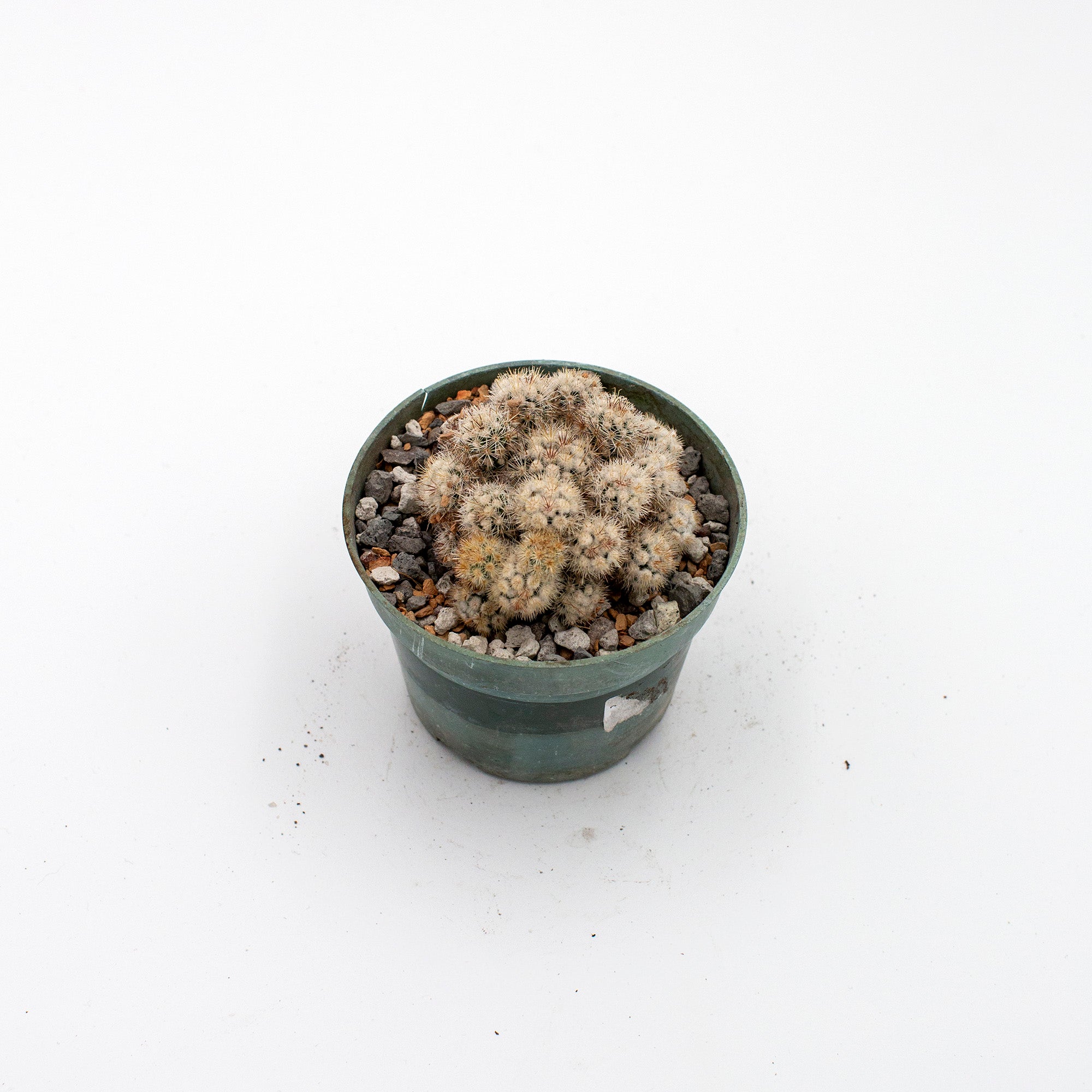 Mammillaria gracilis cv. texensis