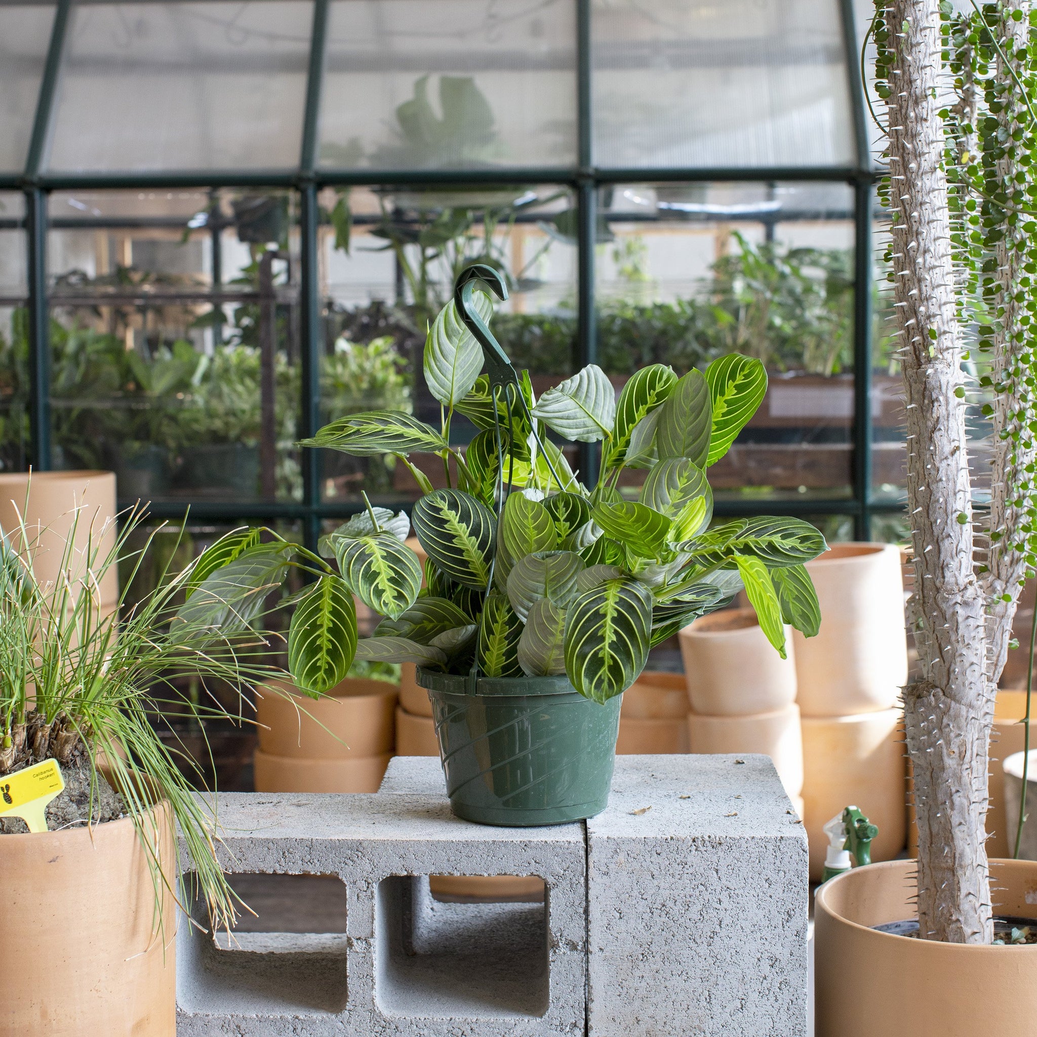 where to buy prayer plant near me Maranta leuconeura (Lemon Prayer Plant) – The Victorian Atlanta