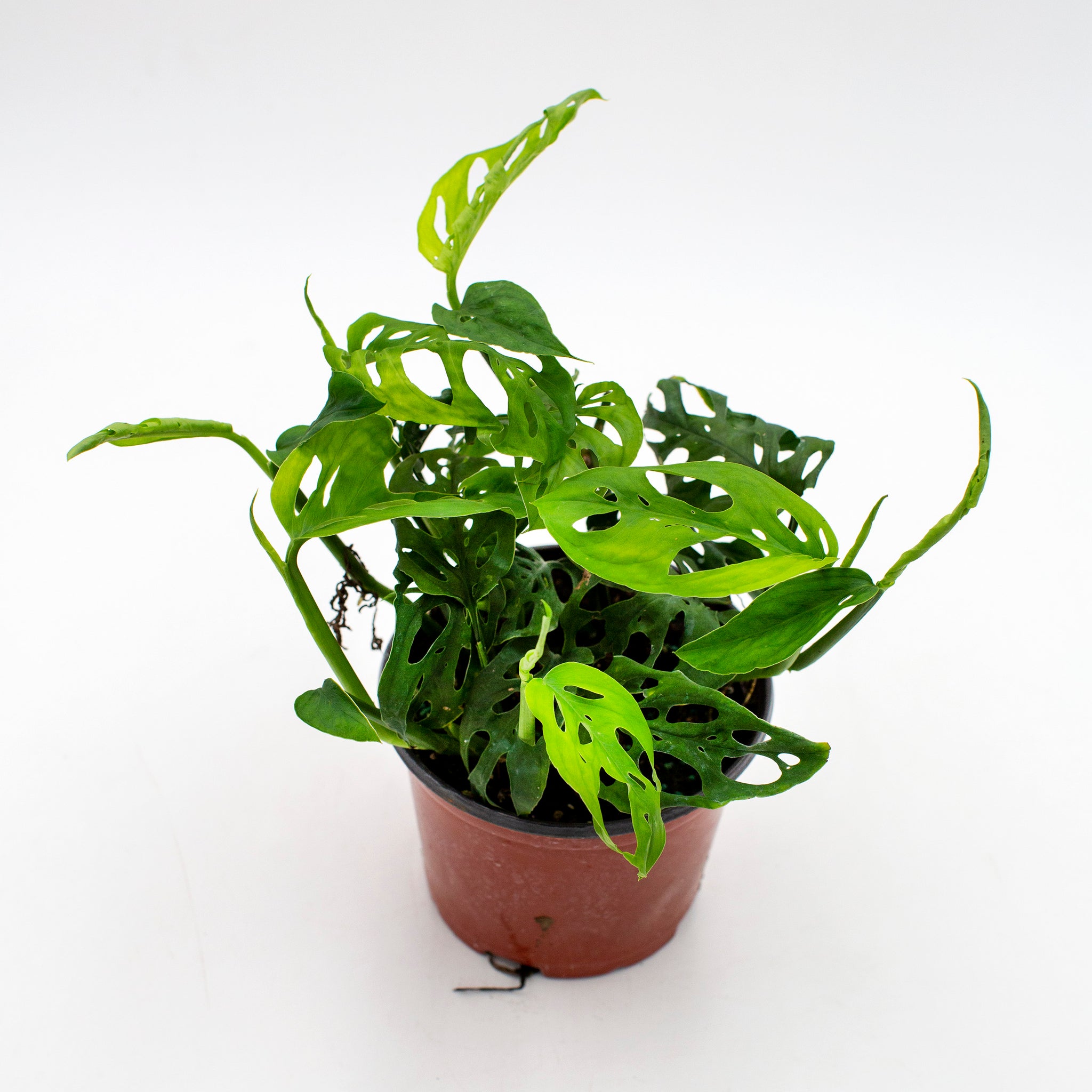 home depot swiss cheese plant Monstera adansonii (Swiss Cheese) – The Victorian Atlanta