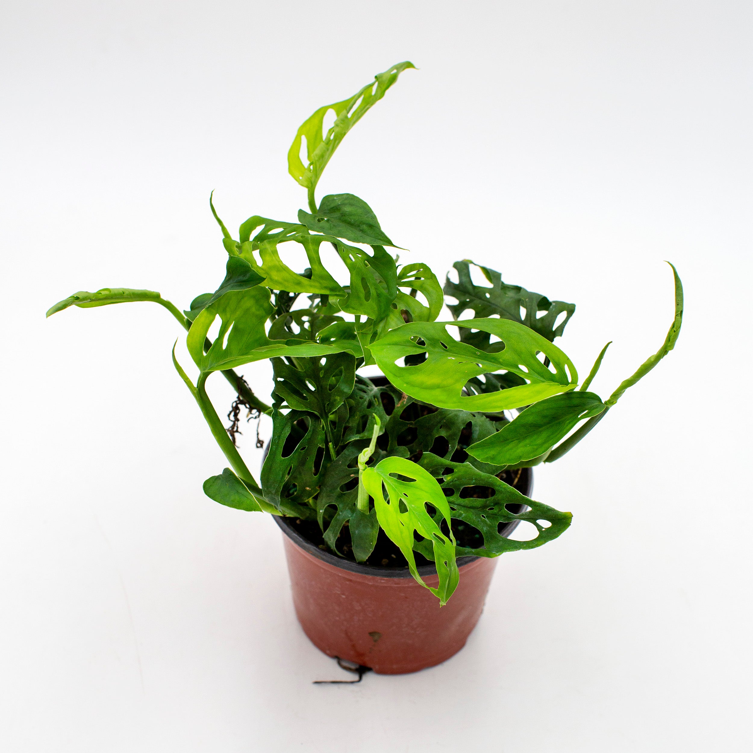 home depot monstera adansonii Monstera adansonii (Swiss Cheese)