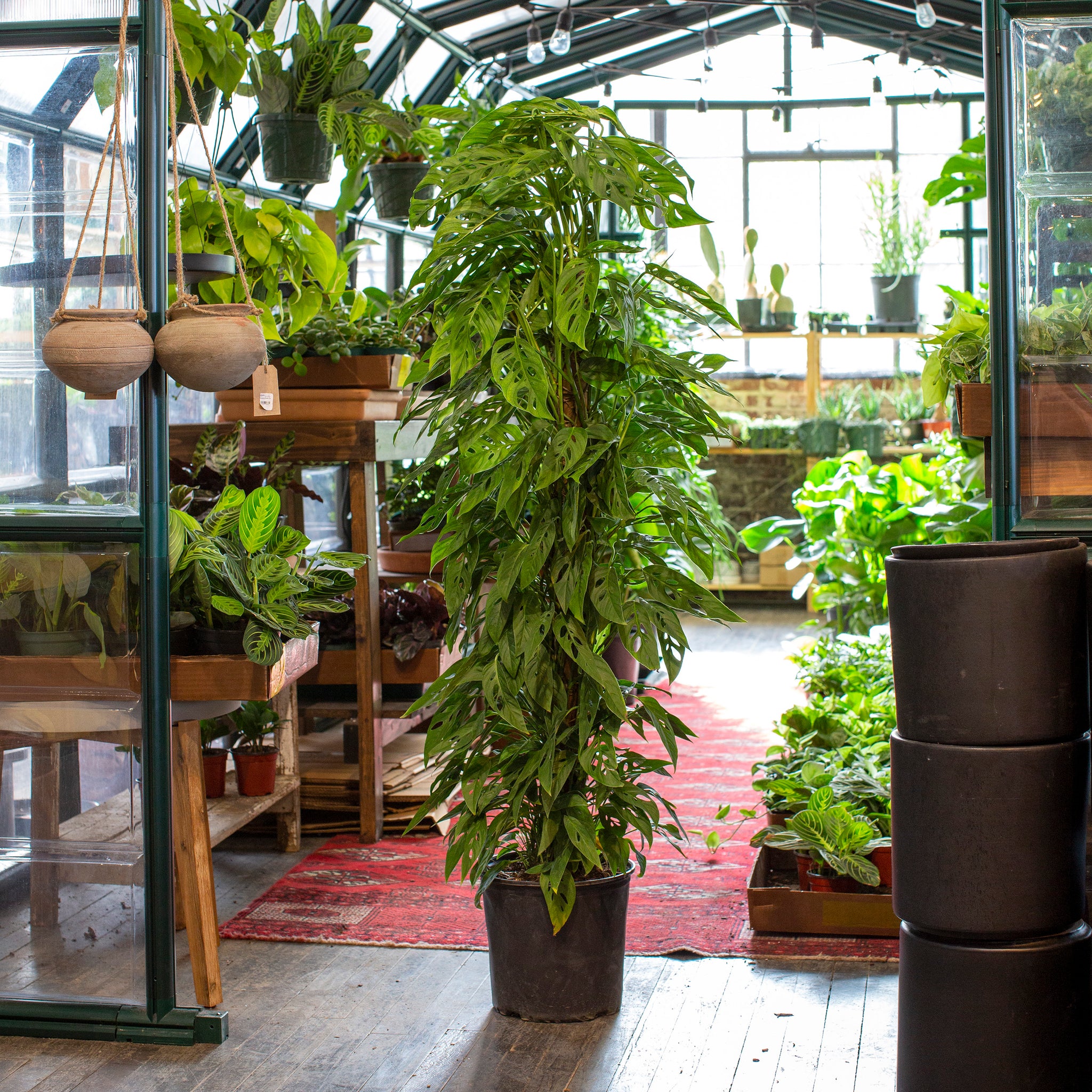 swiss cheese plant totem Monstera adansonii (Swiss Cheese) – The Victorian Atlanta