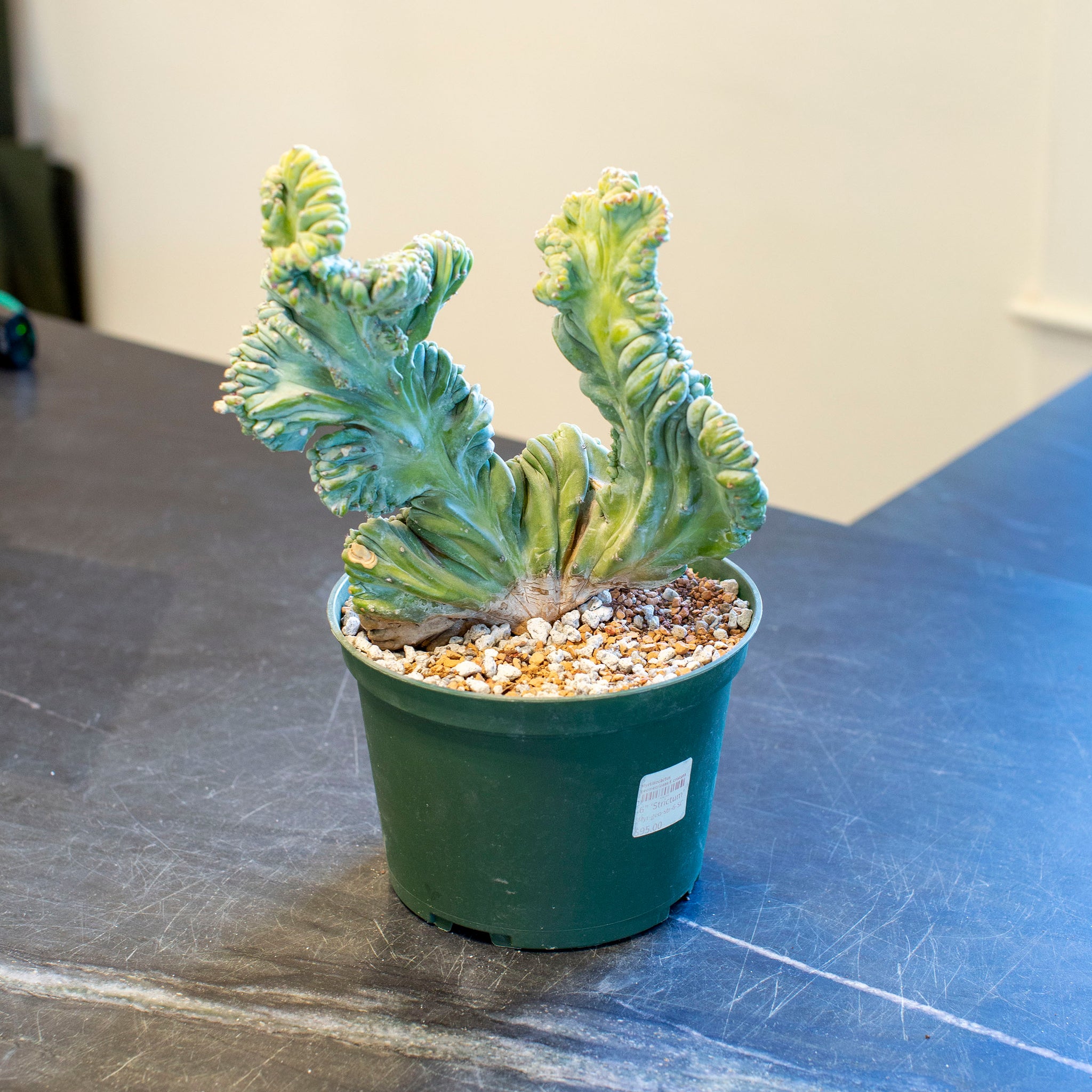 crested myrtillocactus geometrizans succulent Myrtillocactus geometrizans f. cristata (Clone 1) – The Victorian Atlanta