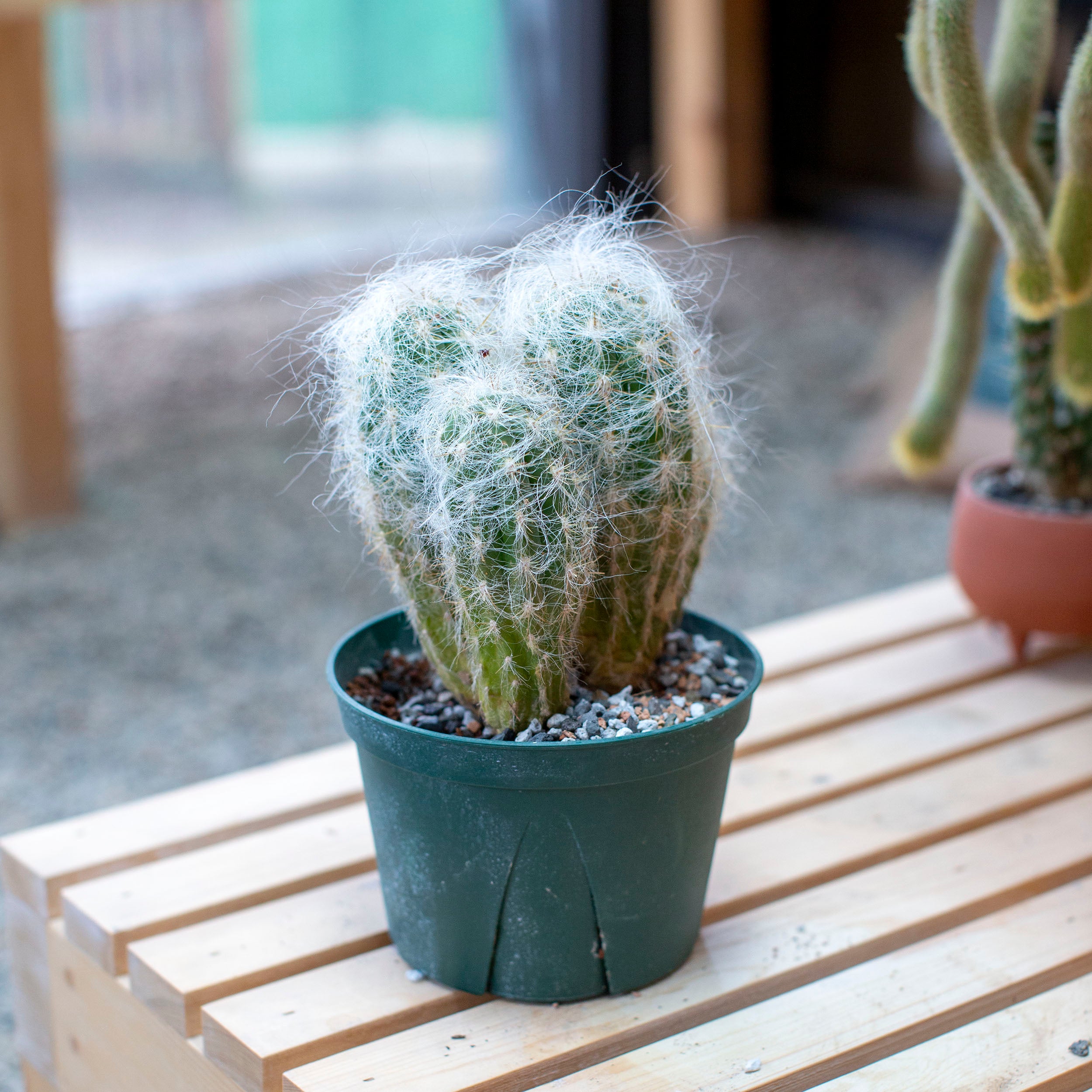 Oreocereus trollii 'Old Man of the Andes Cactus' – The Victorian Atlanta