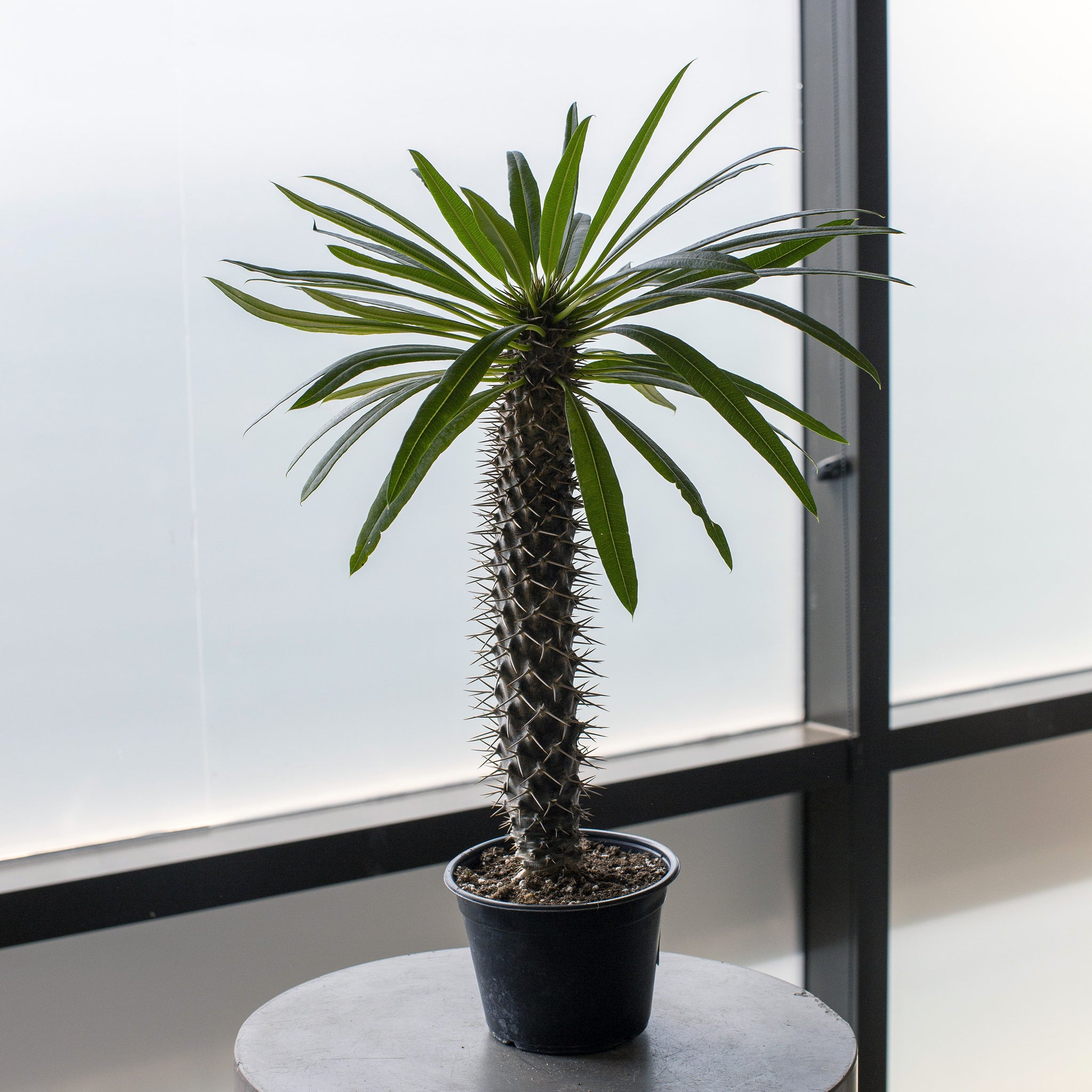 Pachypodium lamerei 'Madagascar Palm'