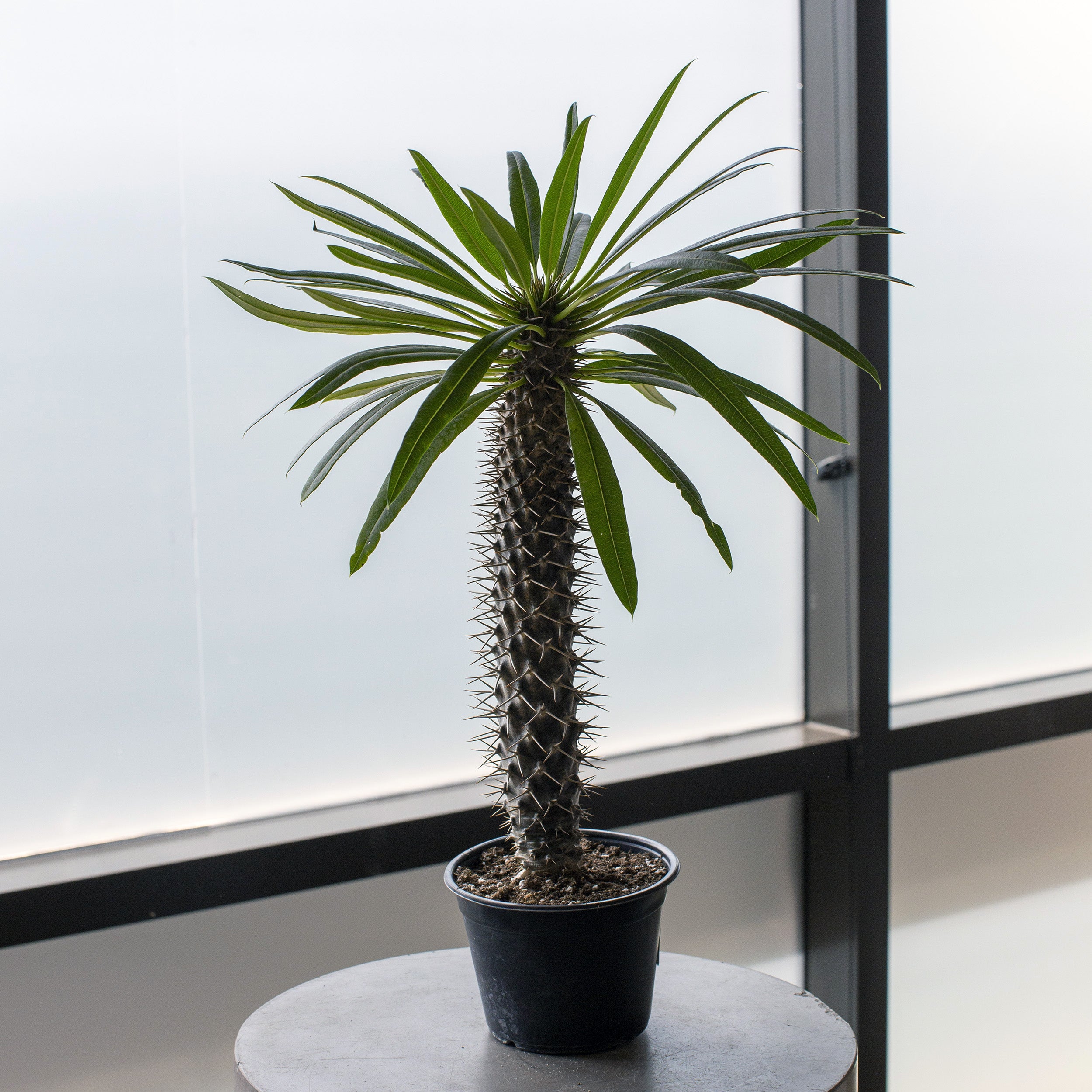 madagascar palm house plant Pachypodium lamerei 'Madagascar Palm'