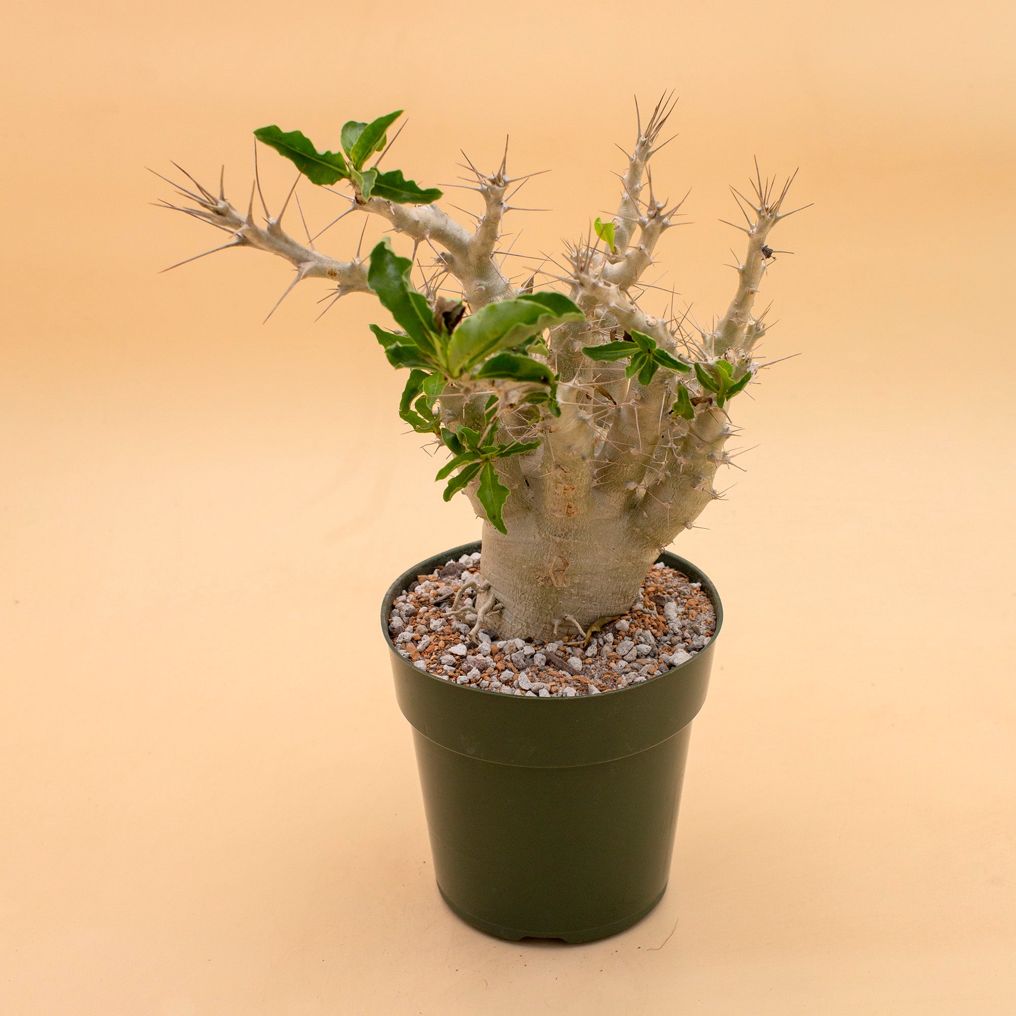 Pachypodium saundersii