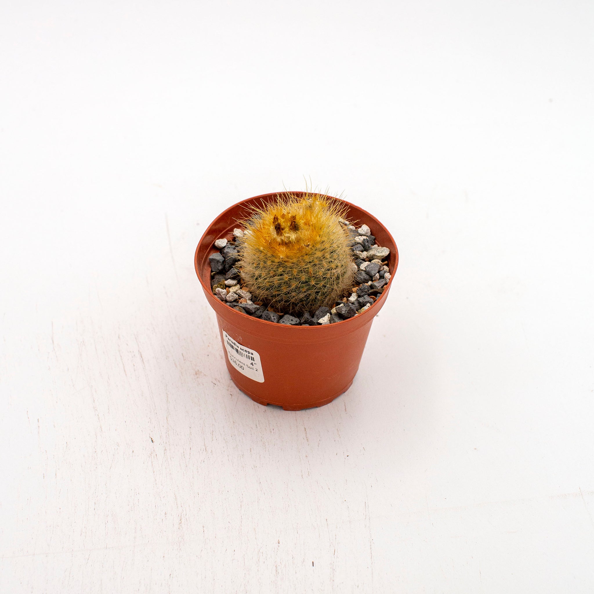 Parodia scopa
