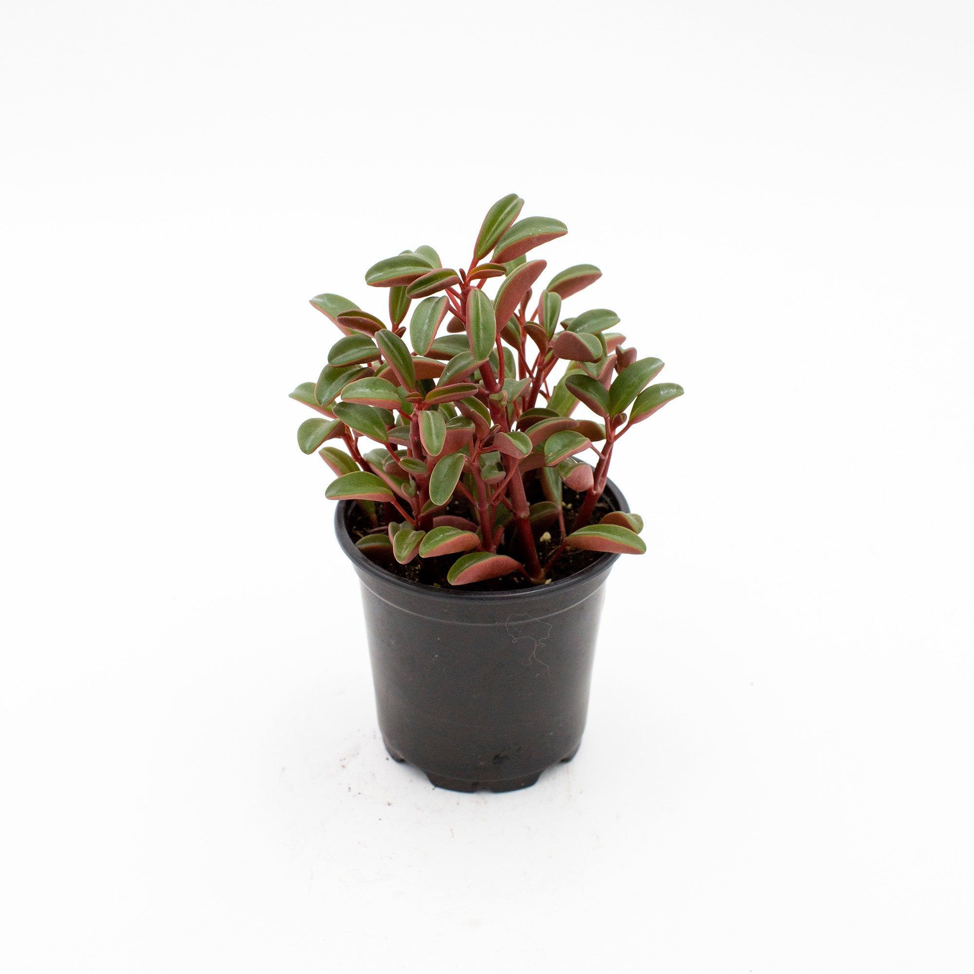 Peperomia graveolens 'Ruby Glow'