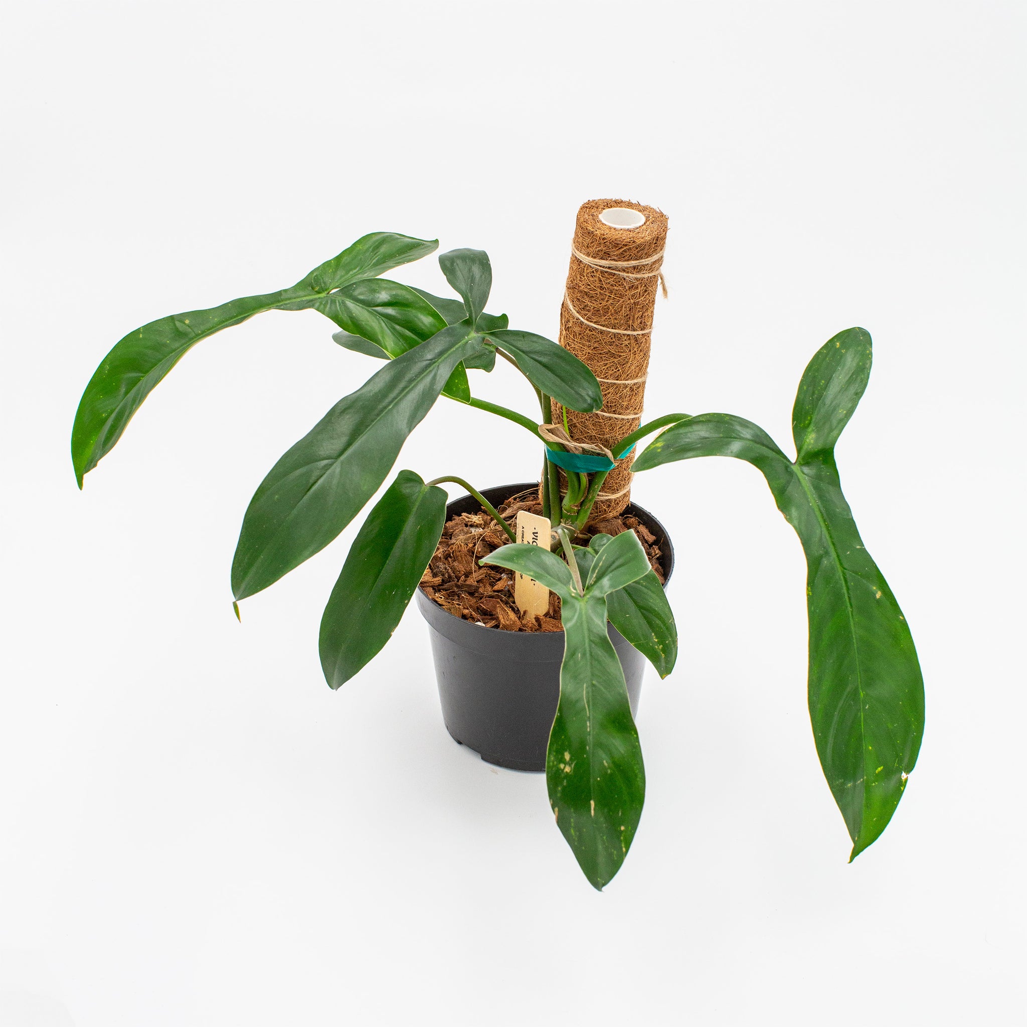 Philodendron 69686