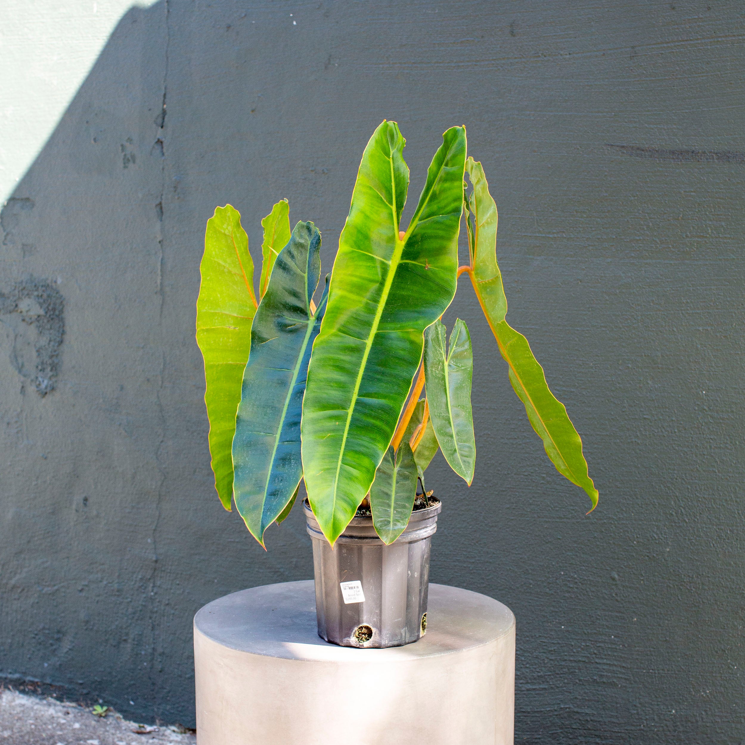 Philodendron billietiae – The Victorian Atlanta