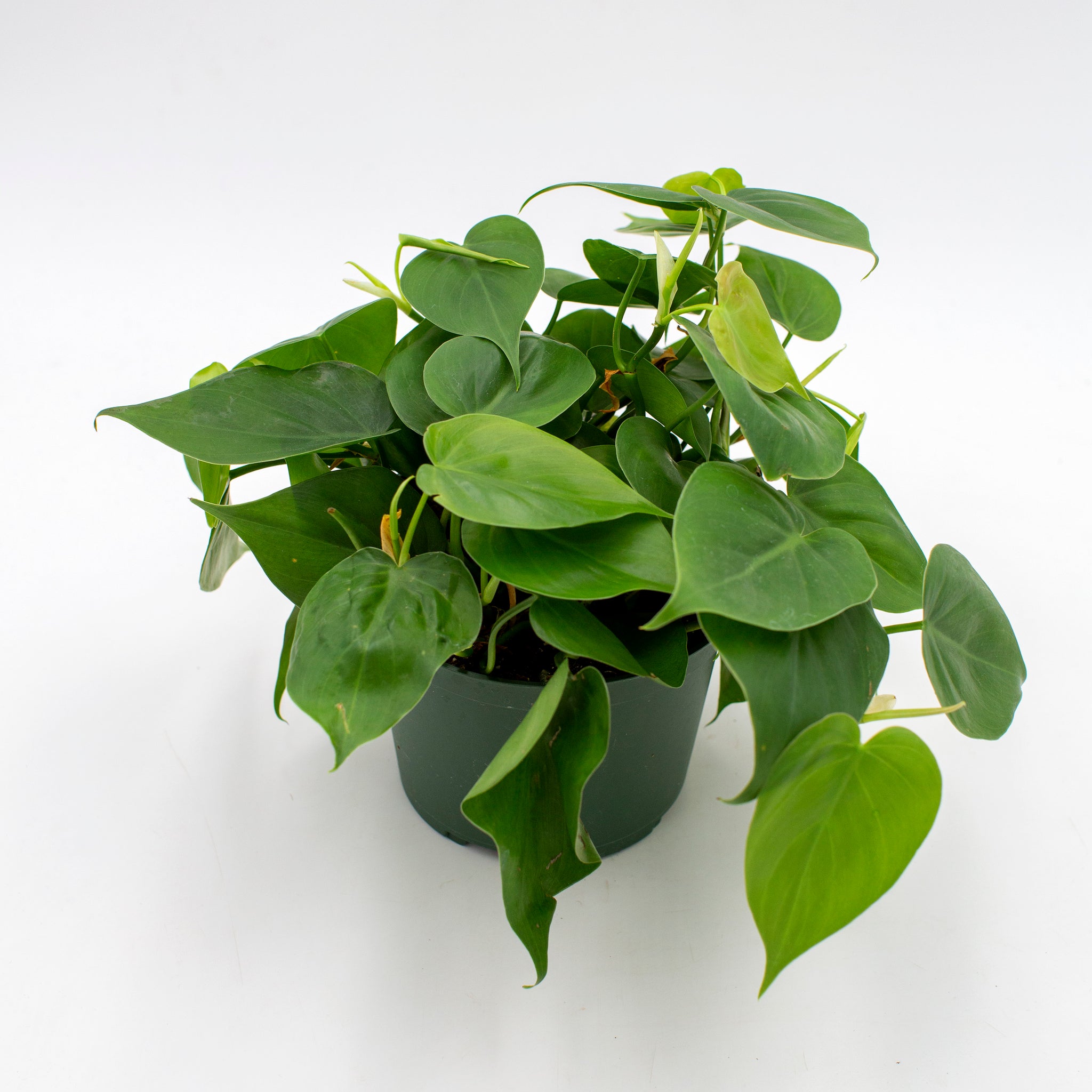 Philodendron cordatum 'Heartleaf Philodendron'