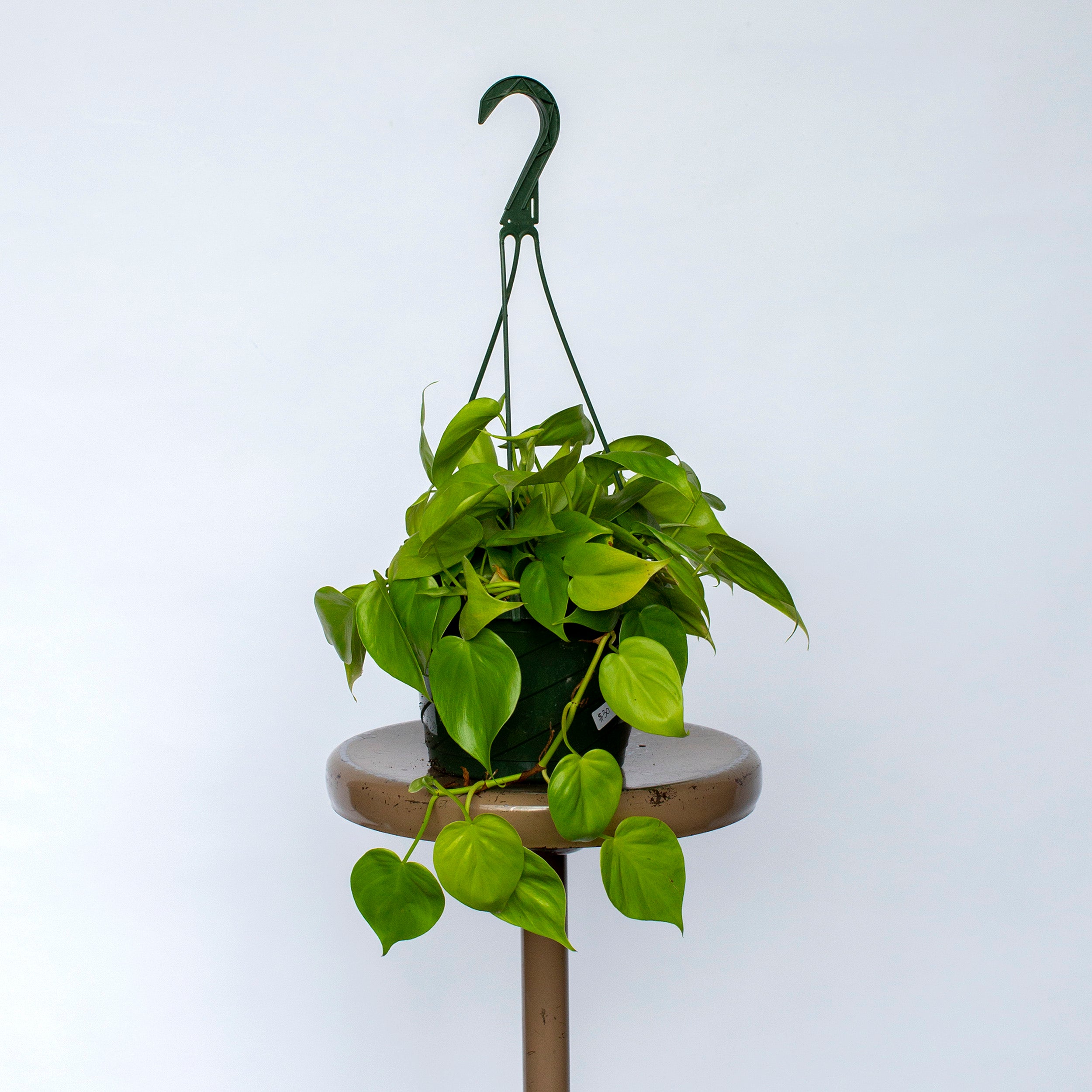 Philodendron cordatum 'Heartleaf Philodendron' – The Victorian Atlanta