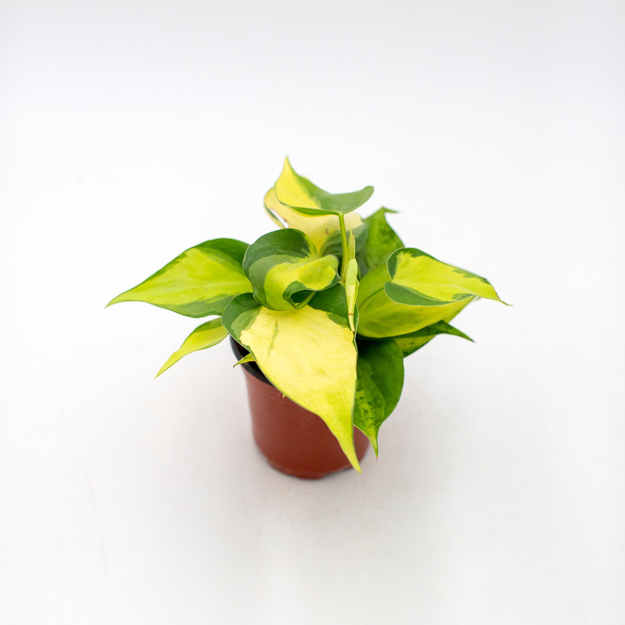 philodendron corcovado Philodendron cordatum 'Brasil' – The Victorian Atlanta