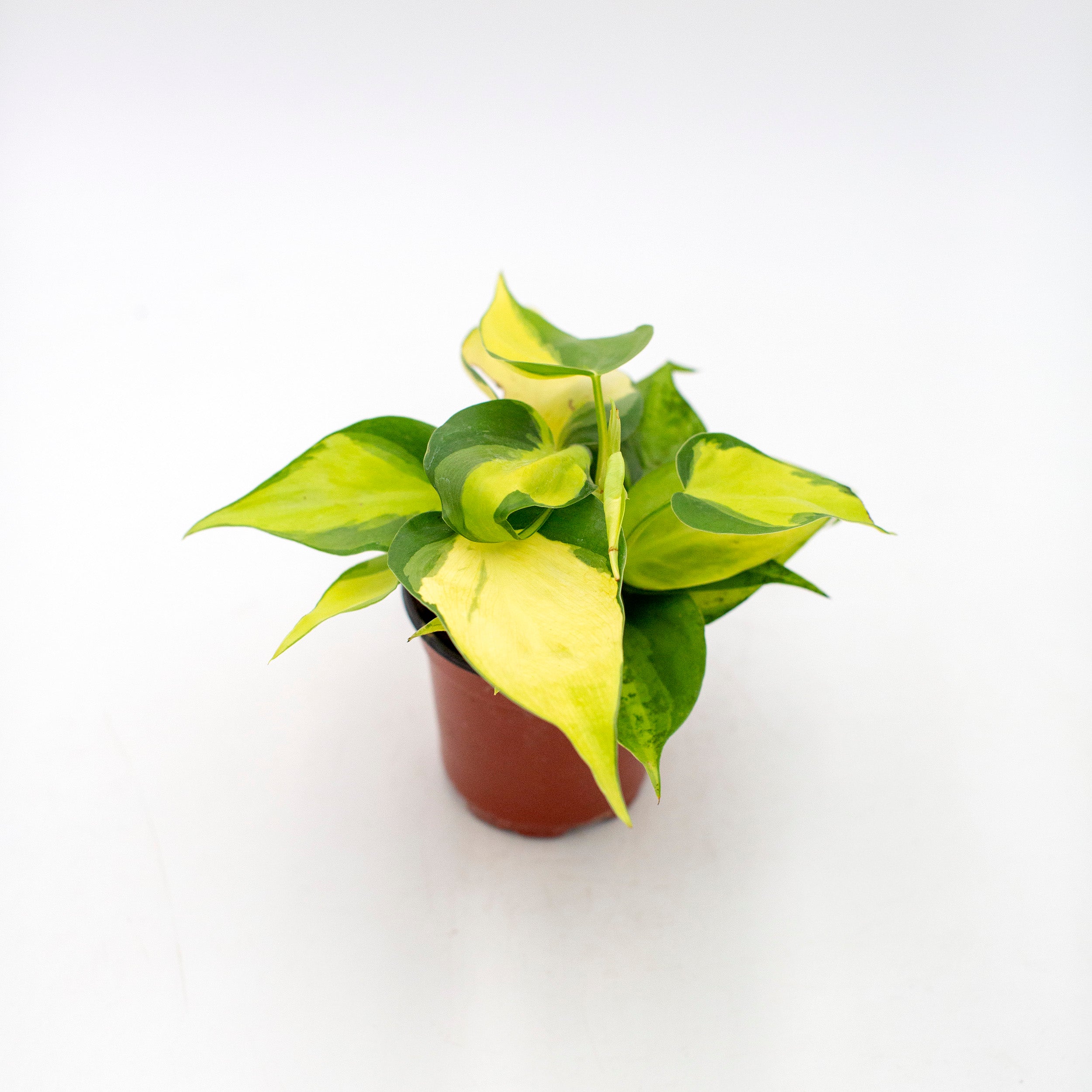 Philodendron cordatum 'Brasil' – The Victorian Atlanta